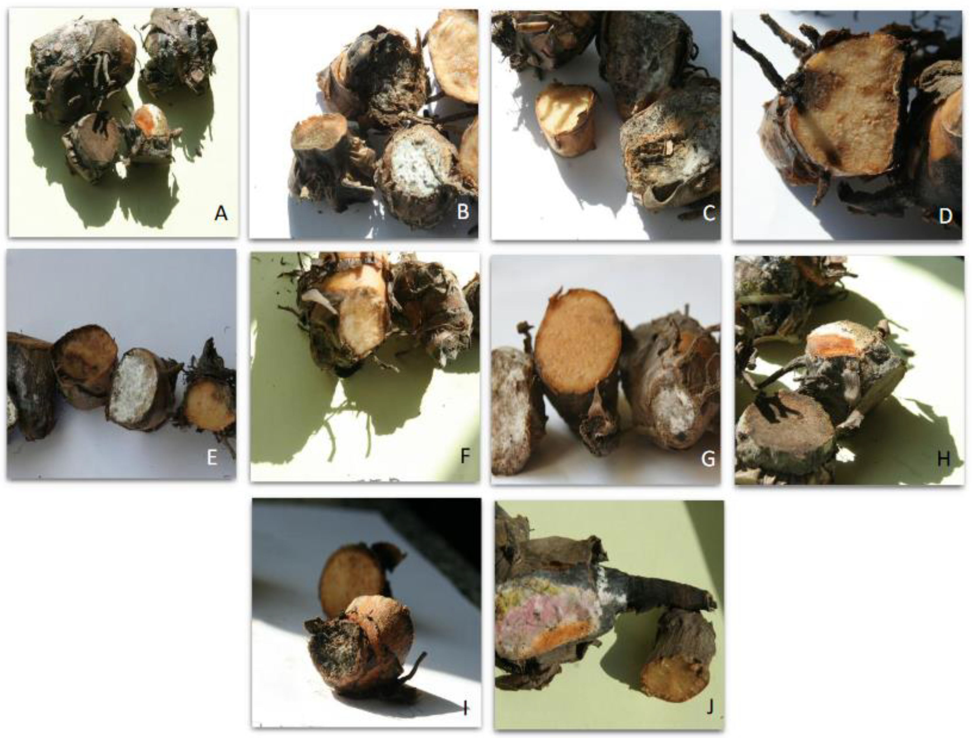 Agriculture 13 00157 g006 Agriculture 13 00157 g006