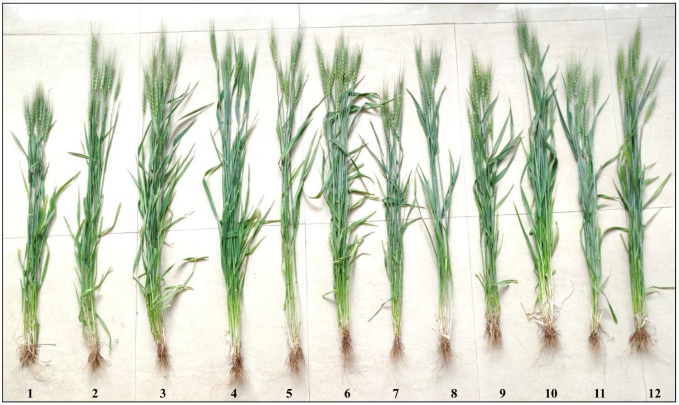 Agriculture 13 00171 g001 Agriculture 13 00171 g001