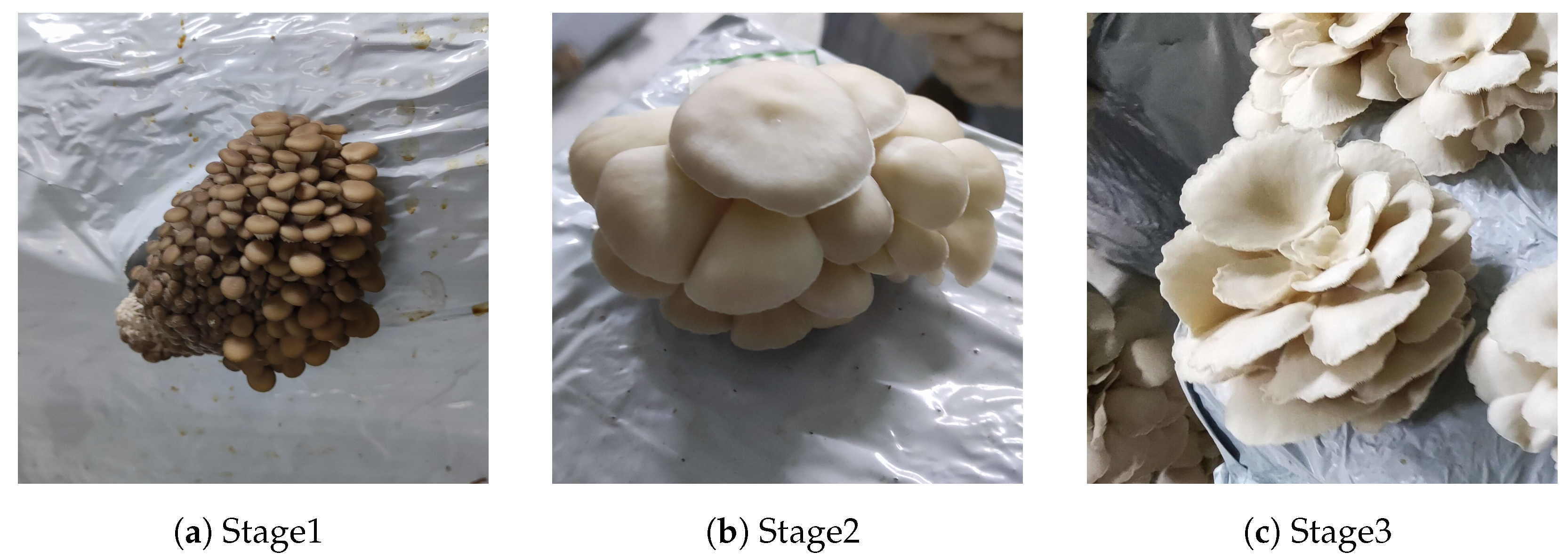 Agriculture 13 00223 g001