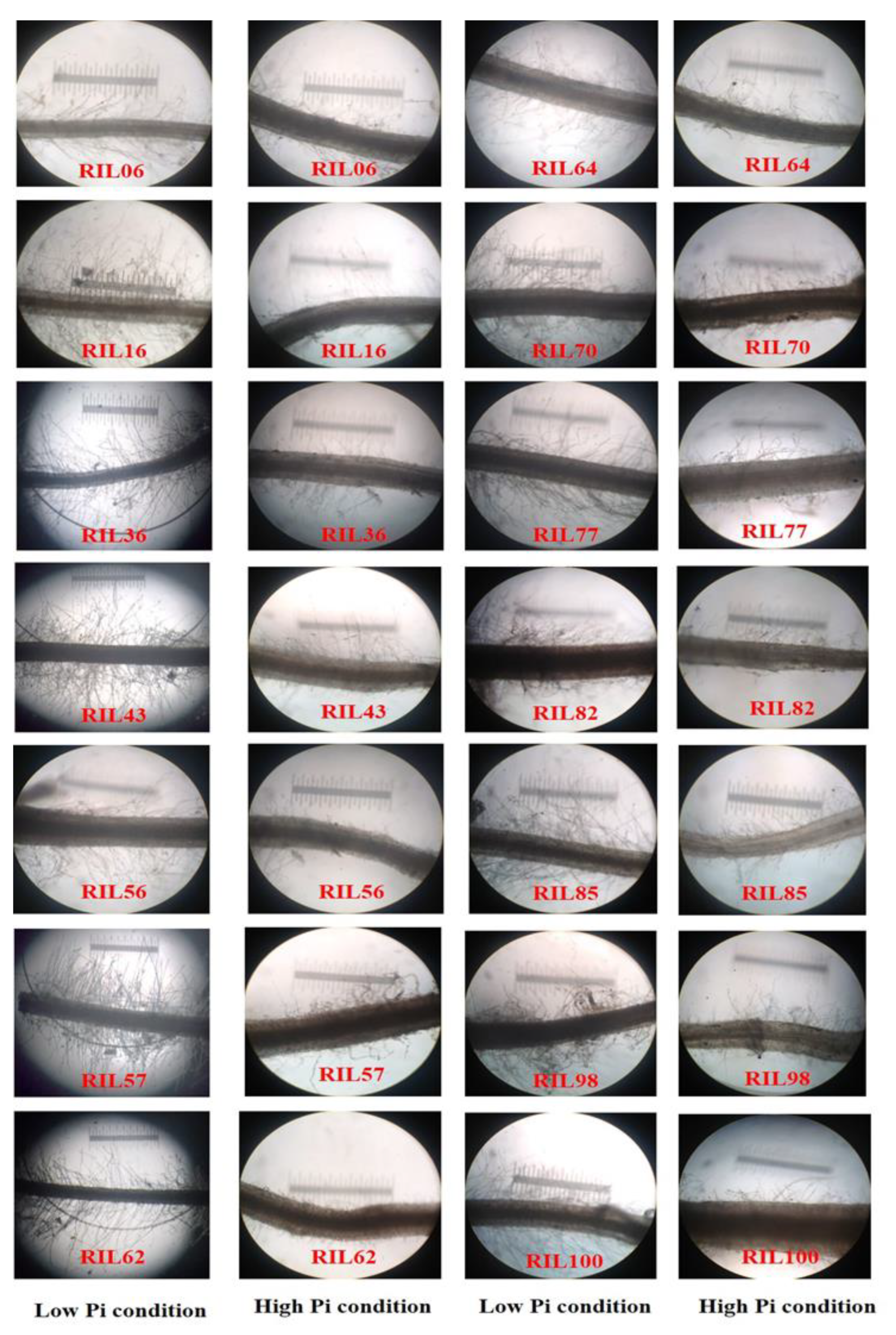 Agriculture 13 00262 g001