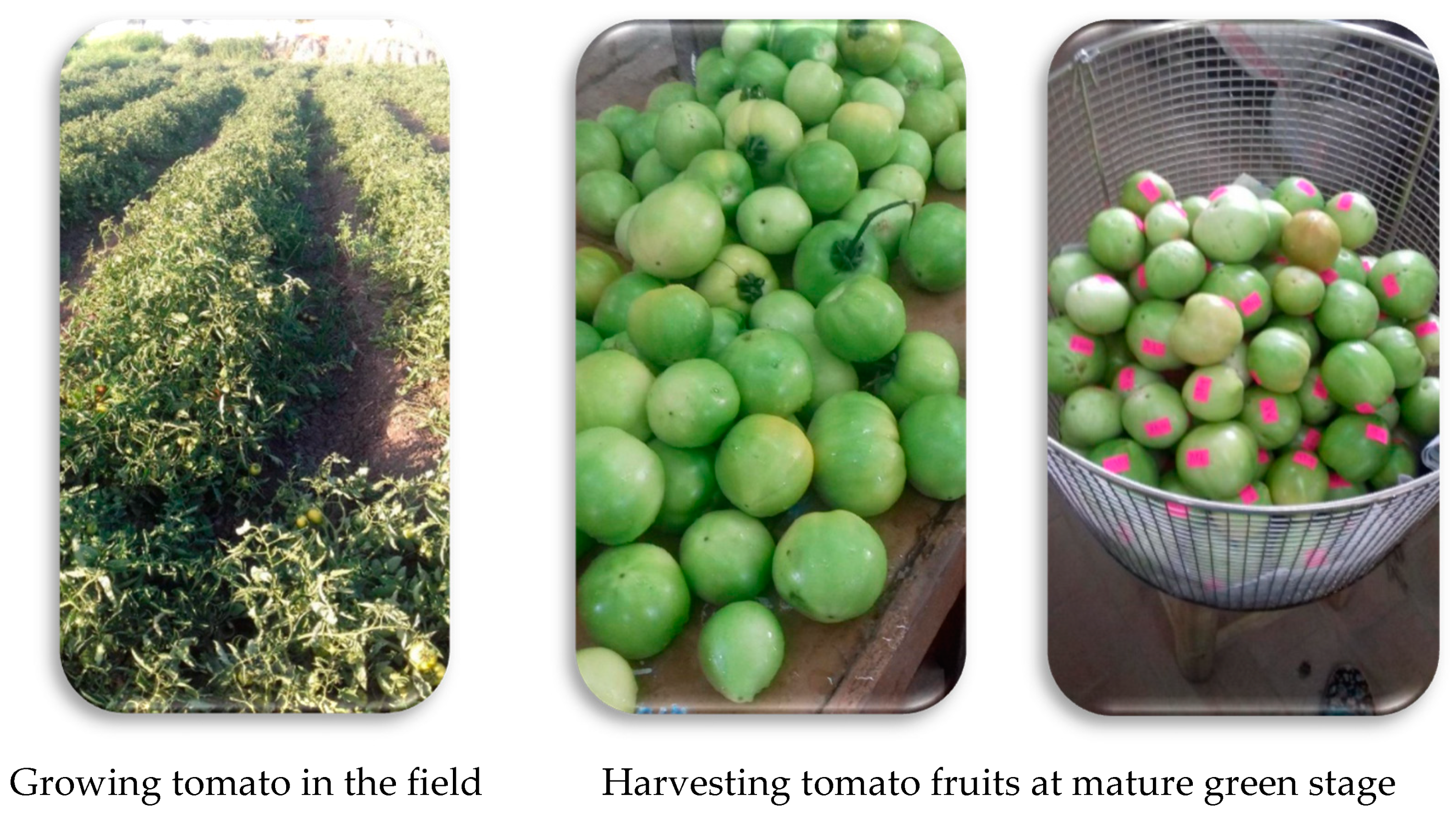 Agriculture 13 00266 g002a Agriculture 13 00266 g002a