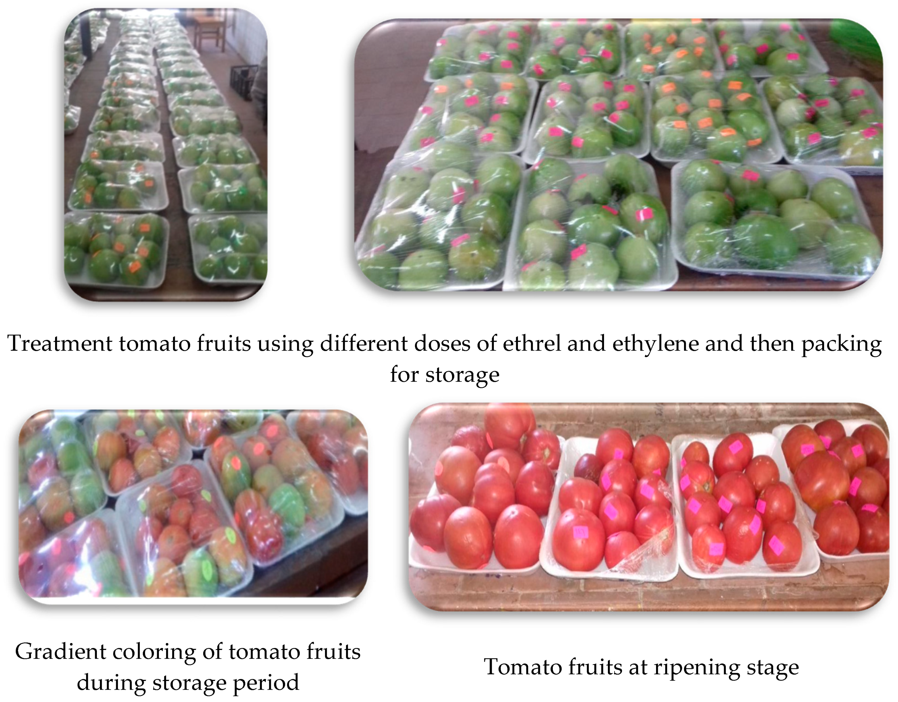 Agriculture 13 00266 g002b Agriculture 13 00266 g002b