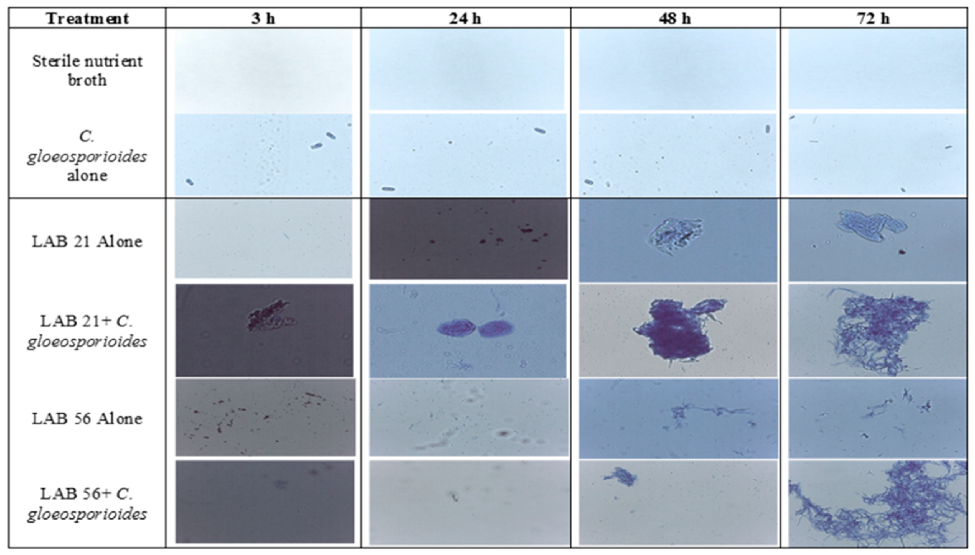 Agriculture 13 00269 g005