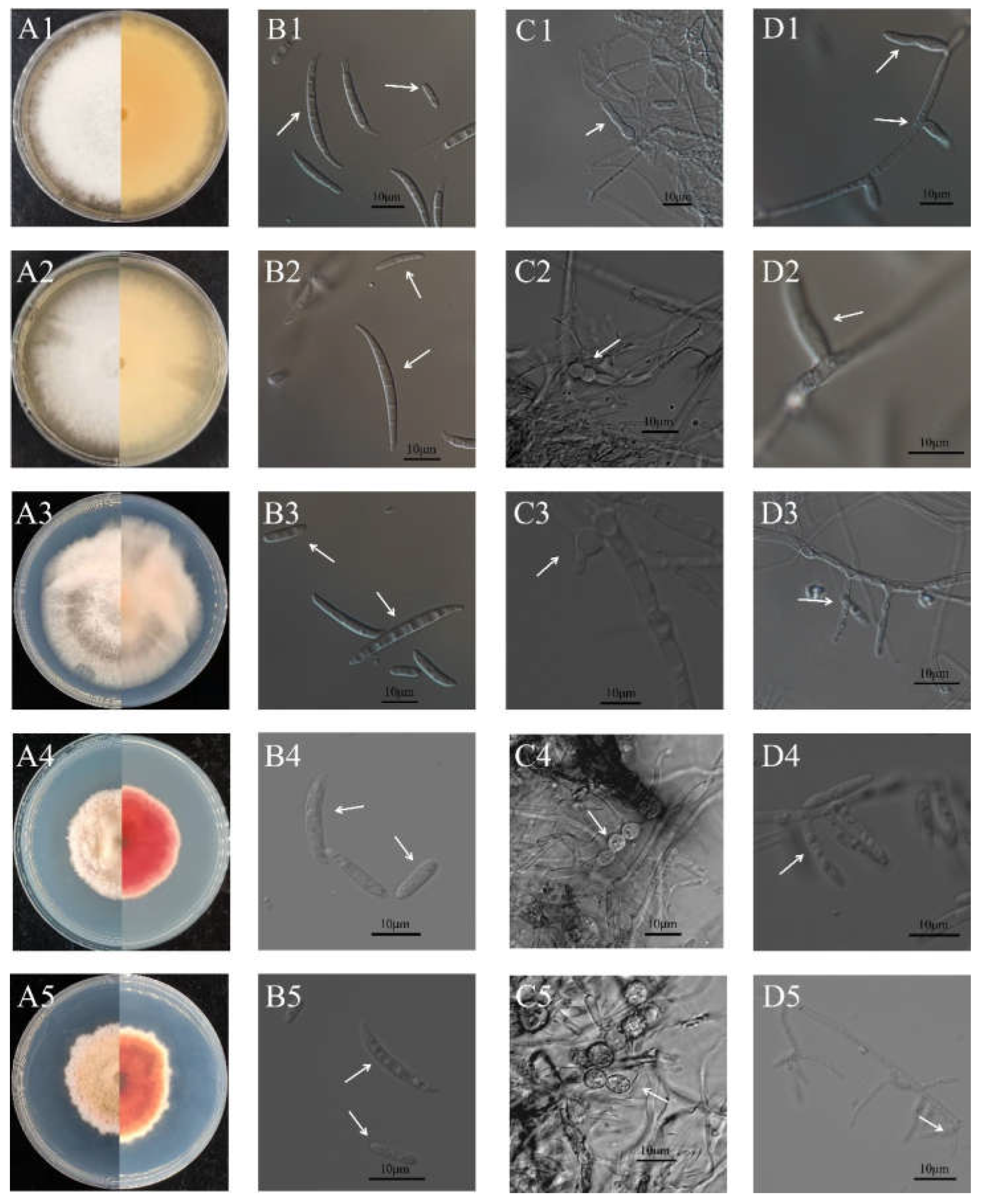 Agriculture 13 00301 g002 Agriculture 13 00301 g002