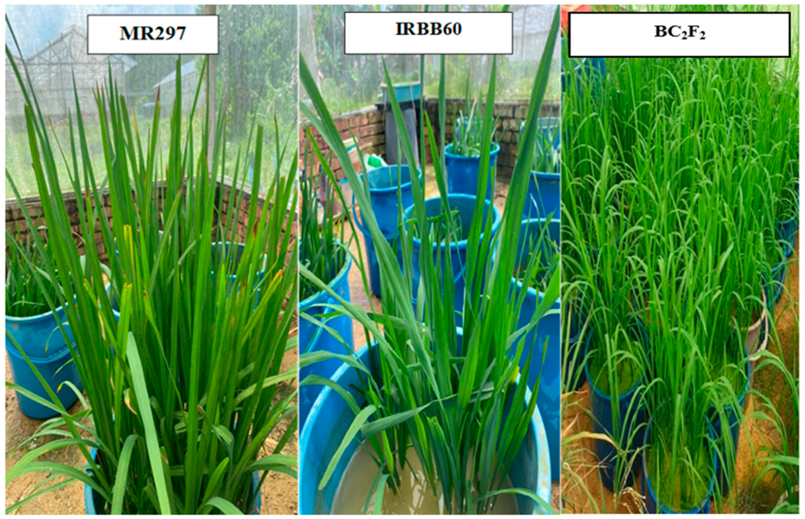 Agriculture 13 00372 g008 Agriculture 13 00372 g008