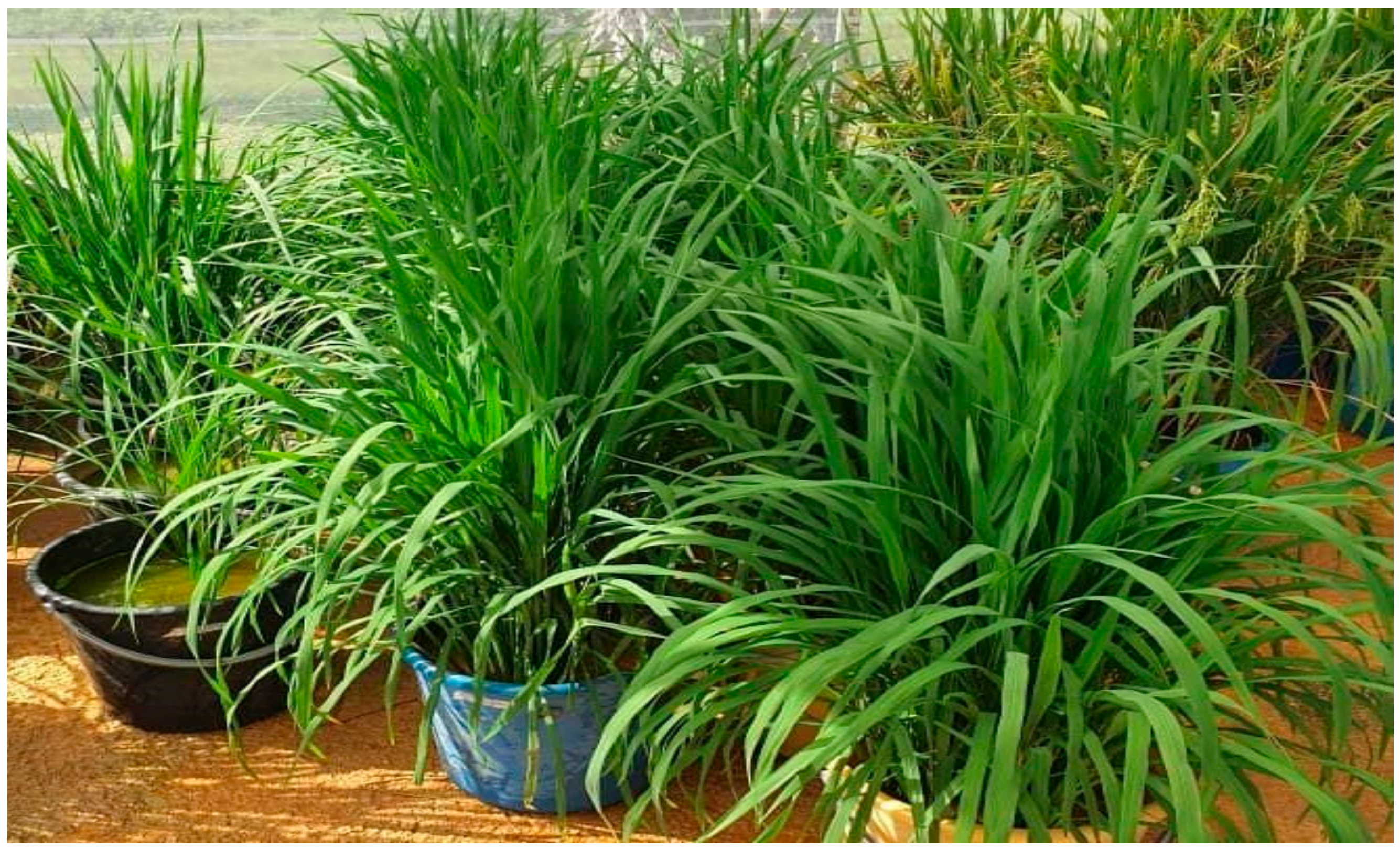 Agriculture 13 00372 g009 Agriculture 13 00372 g009