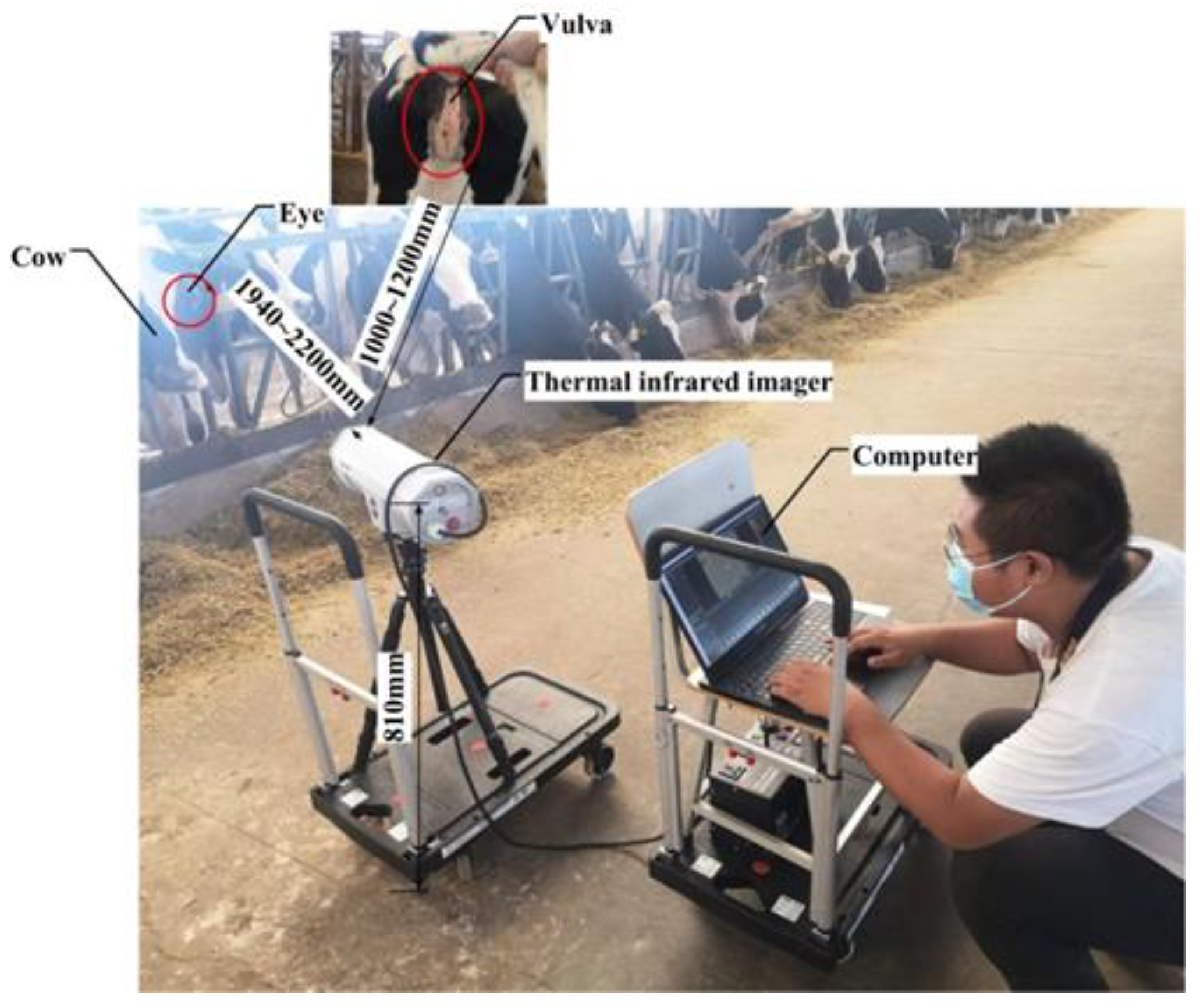 Agriculture Free FullText A NonContact Cow Estrus Monitoring Method Based on the Thermal