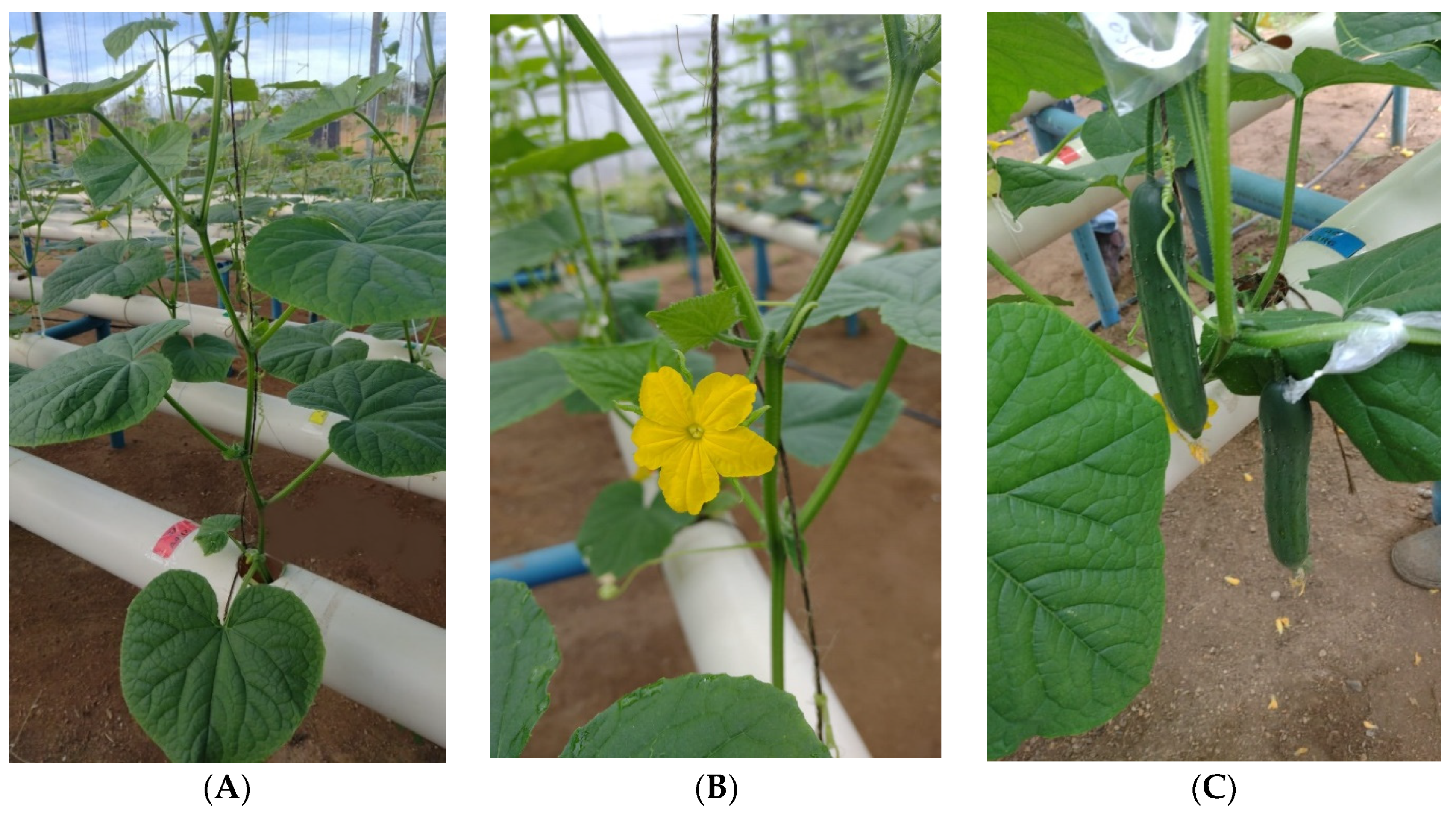 Agriculture 13 00395 g003 Agriculture 13 00395 g003