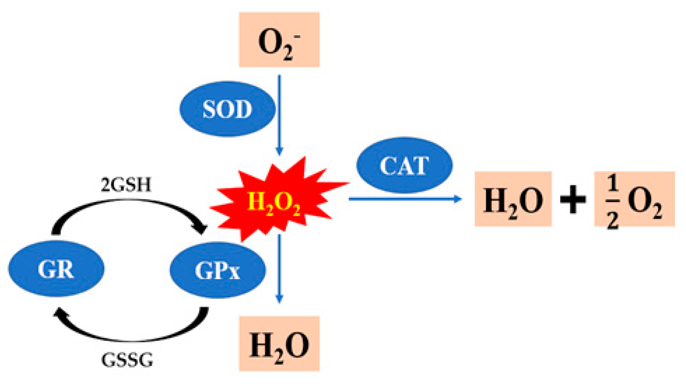 Agriculture 13 00445 g004