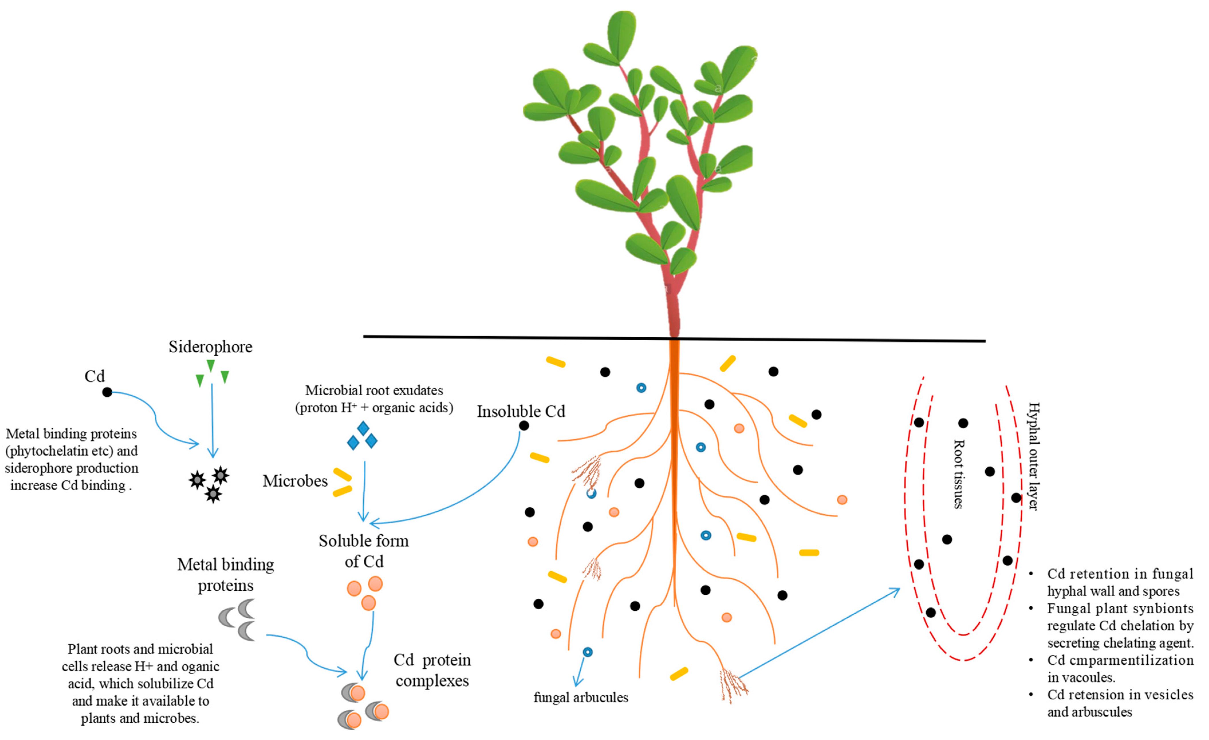 Agriculture 13 00471 g002