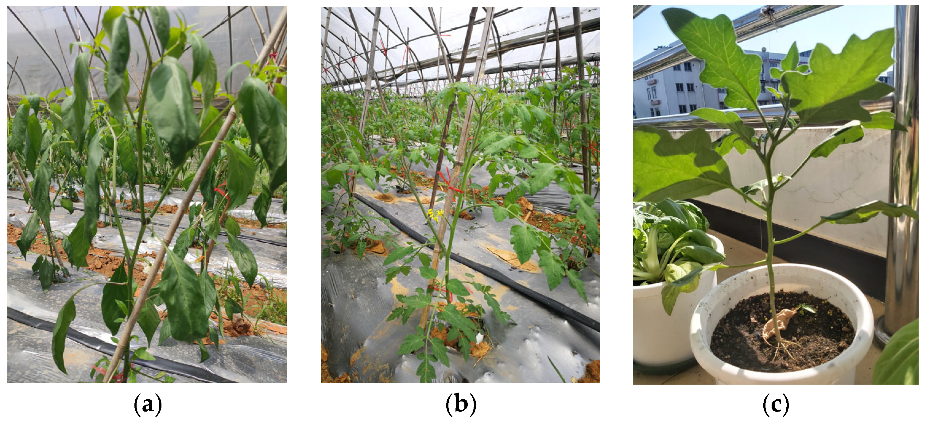 Agriculture 13 00473 g001