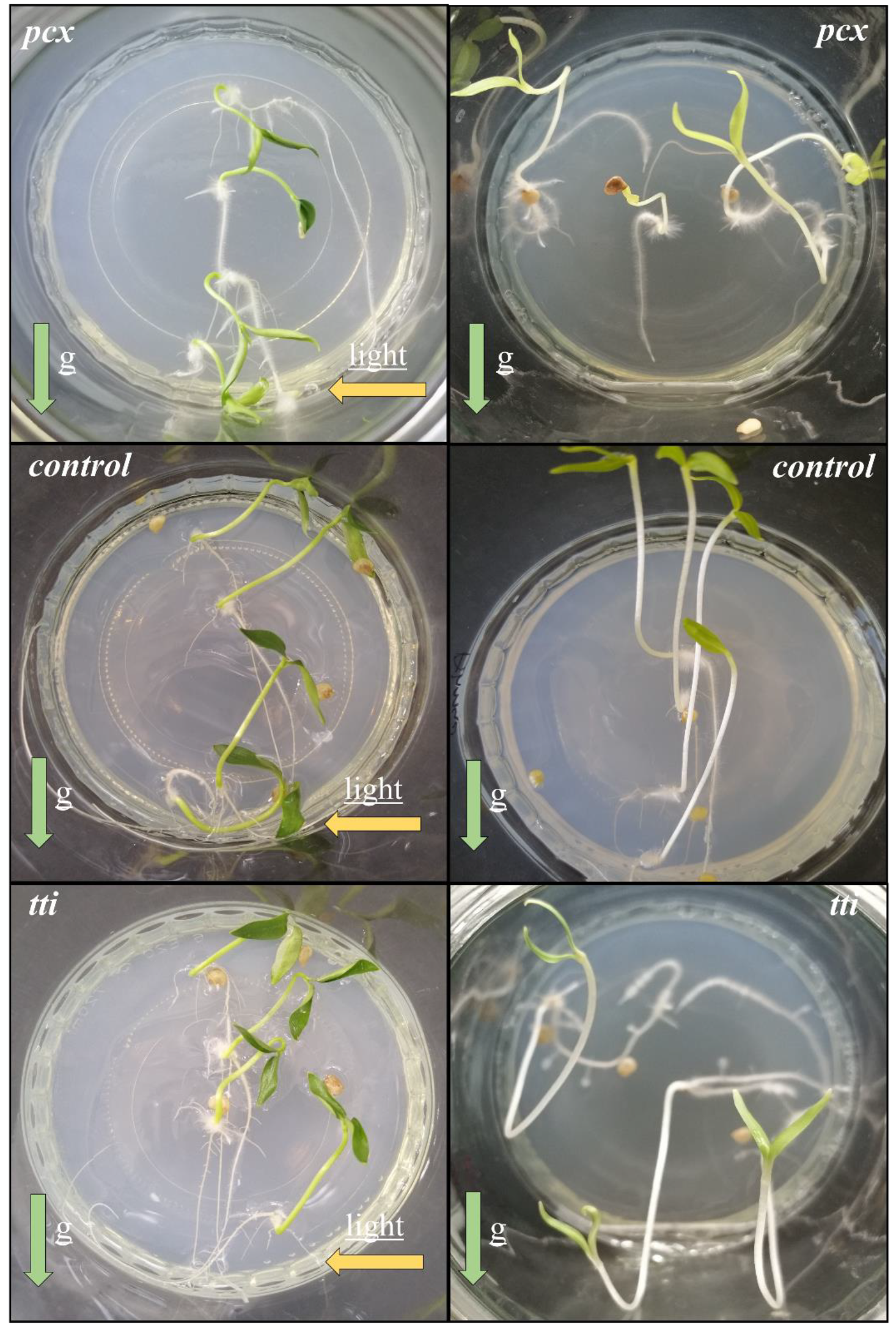 Agriculture 13 00481 g007 Agriculture 13 00481 g007