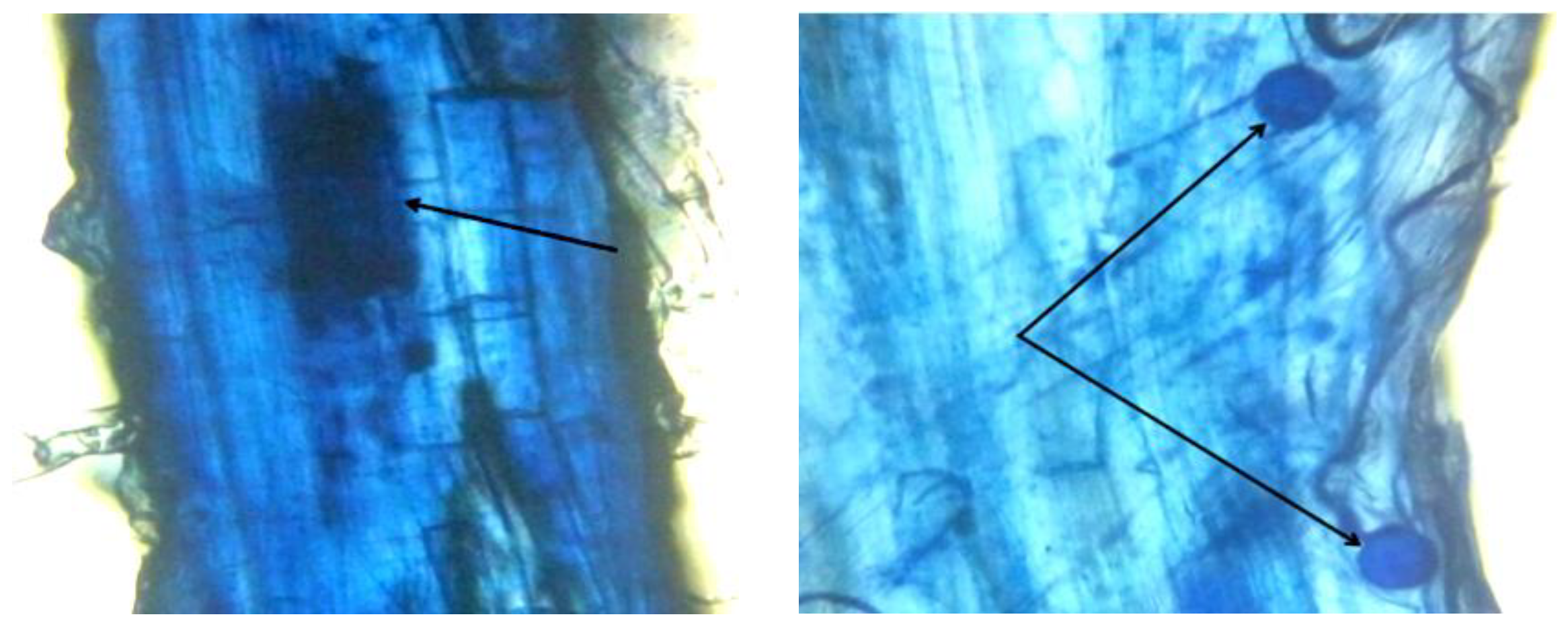 Agriculture 13 00552 g005