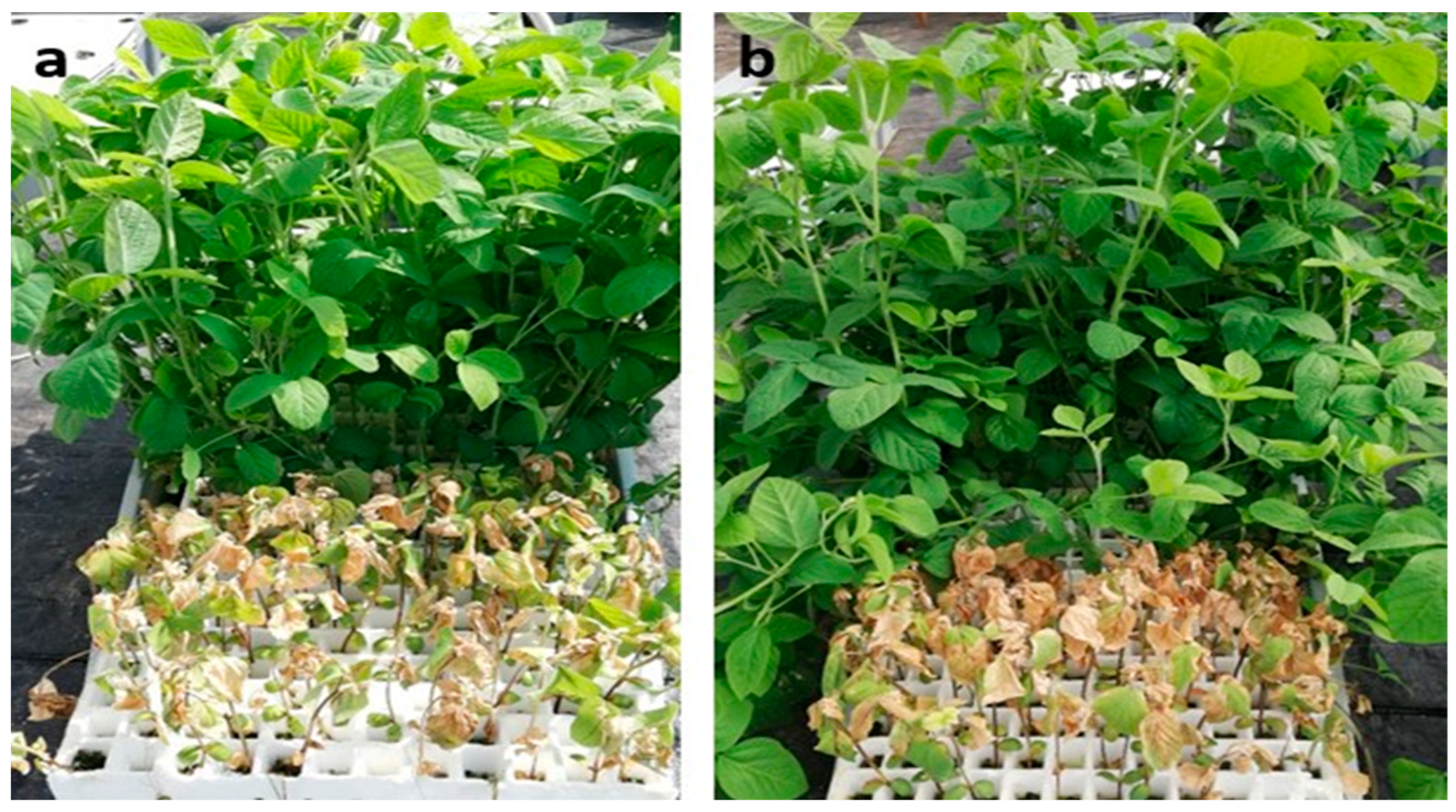 Agriculture 13 00559 g001 Agriculture 13 00559 g001