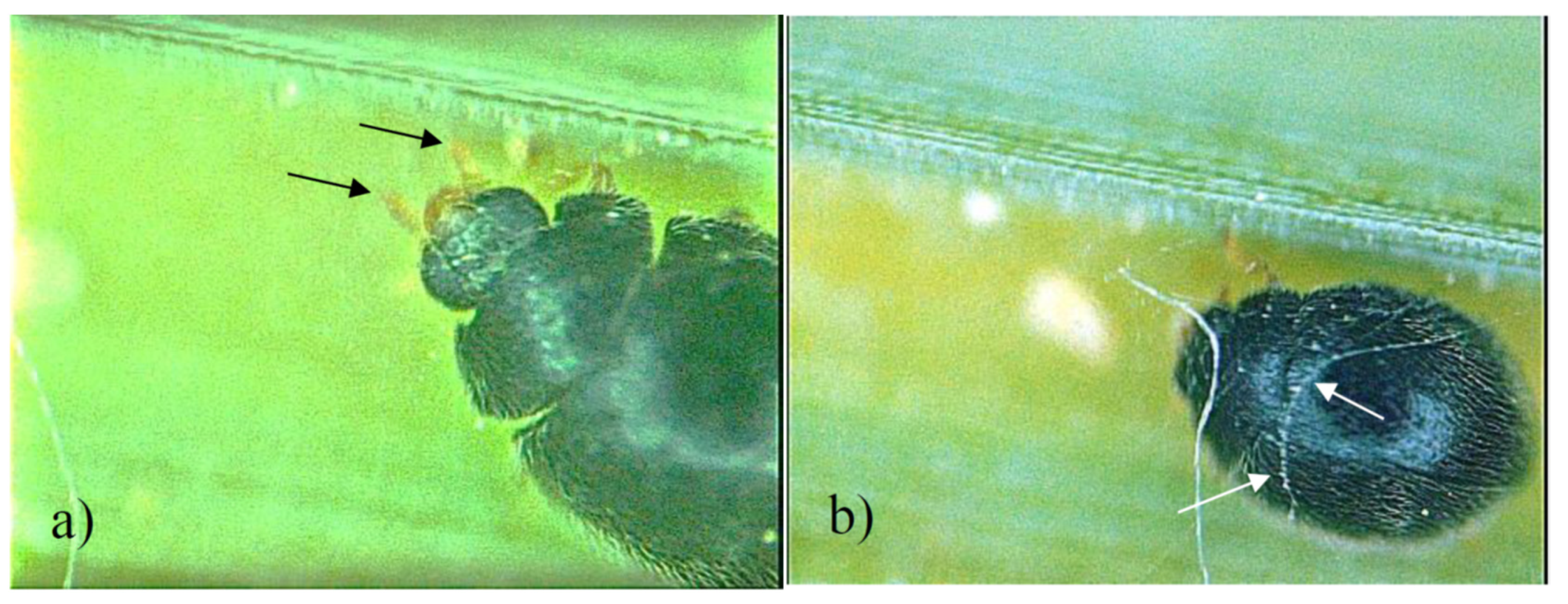 Agriculture 13 00582 g001 Agriculture 13 00582 g001