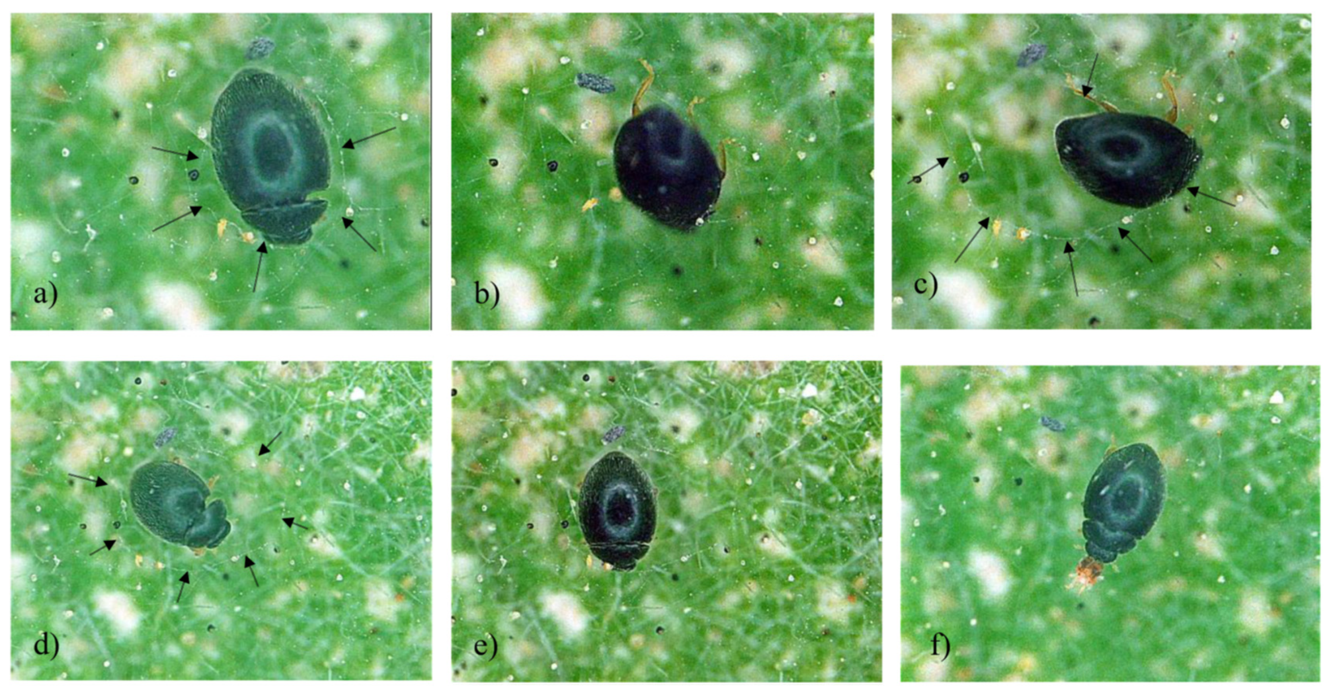 Agriculture 13 00582 g002 Agriculture 13 00582 g002