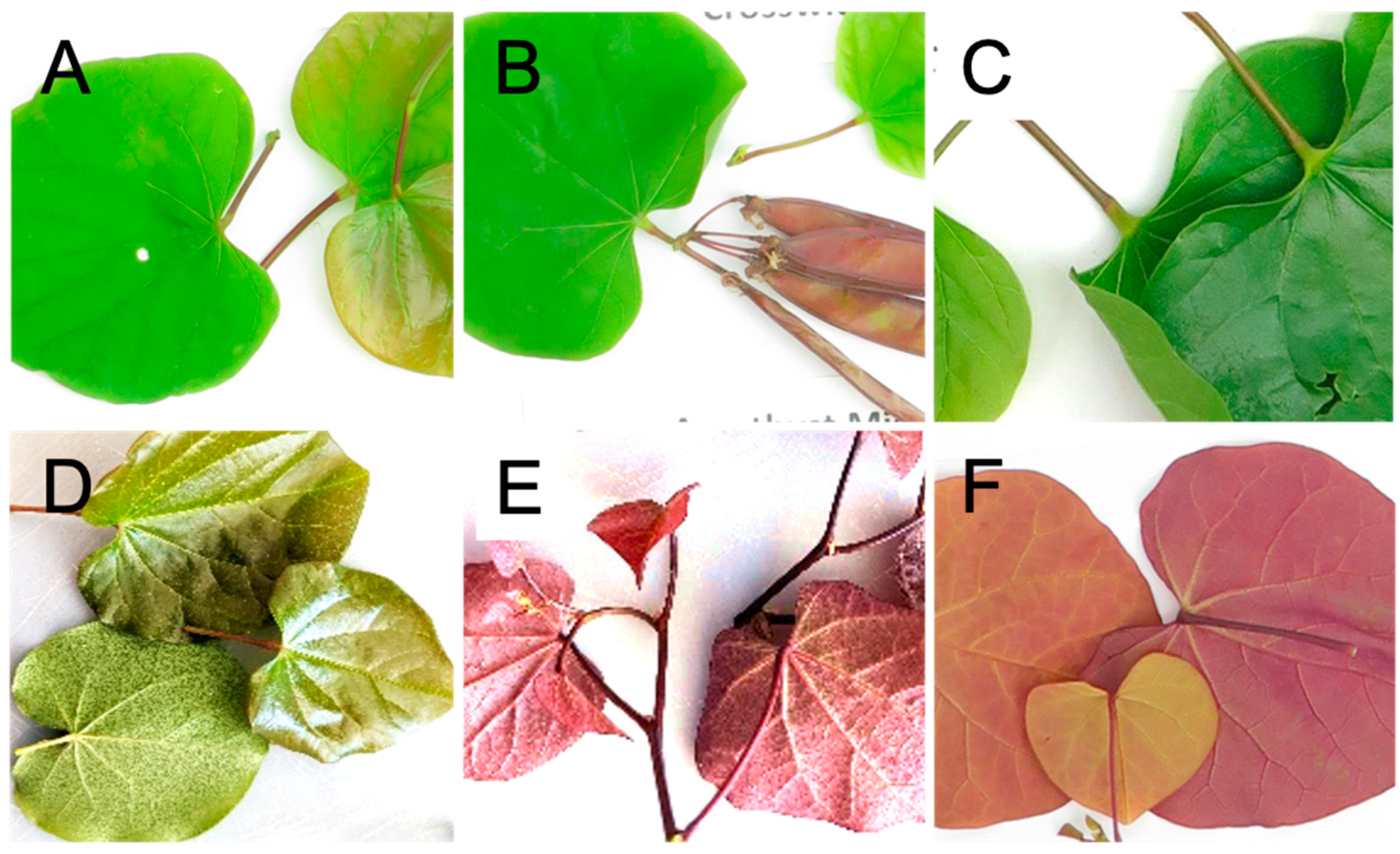 Agriculture 13 00598 g002 Agriculture 13 00598 g002