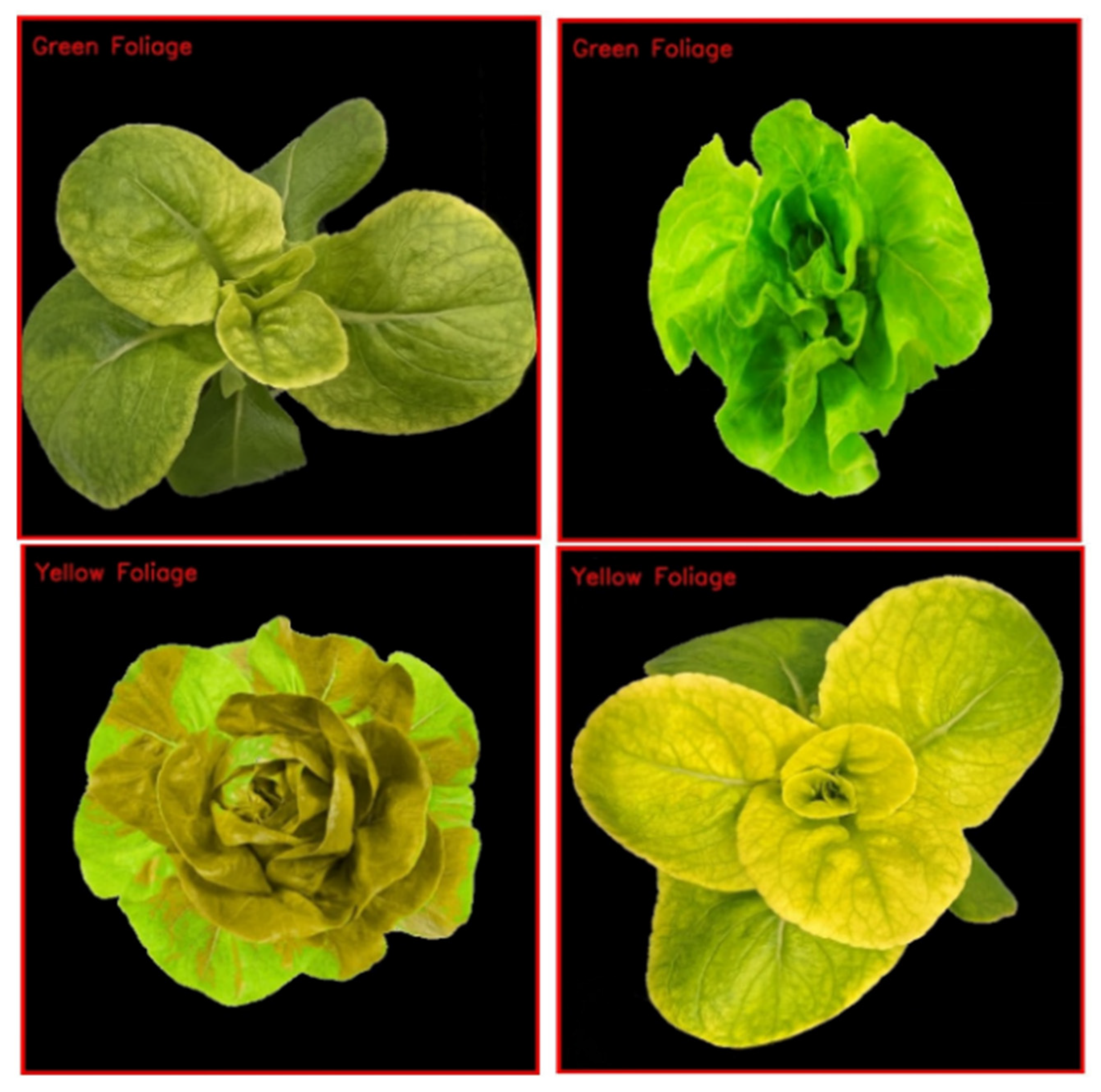 Agriculture 13 00615 g009 Agriculture 13 00615 g009