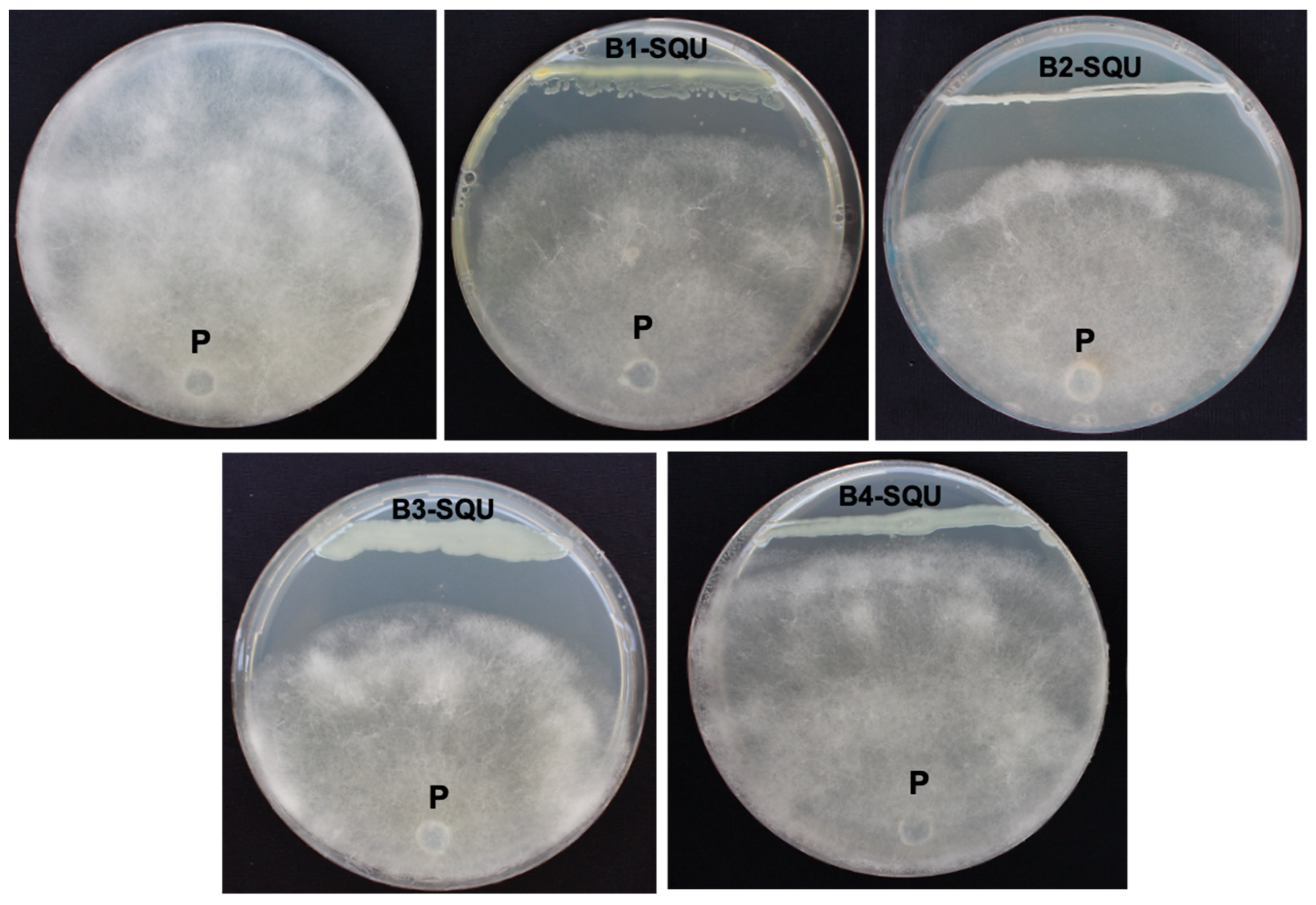 Agriculture 13 00626 g001