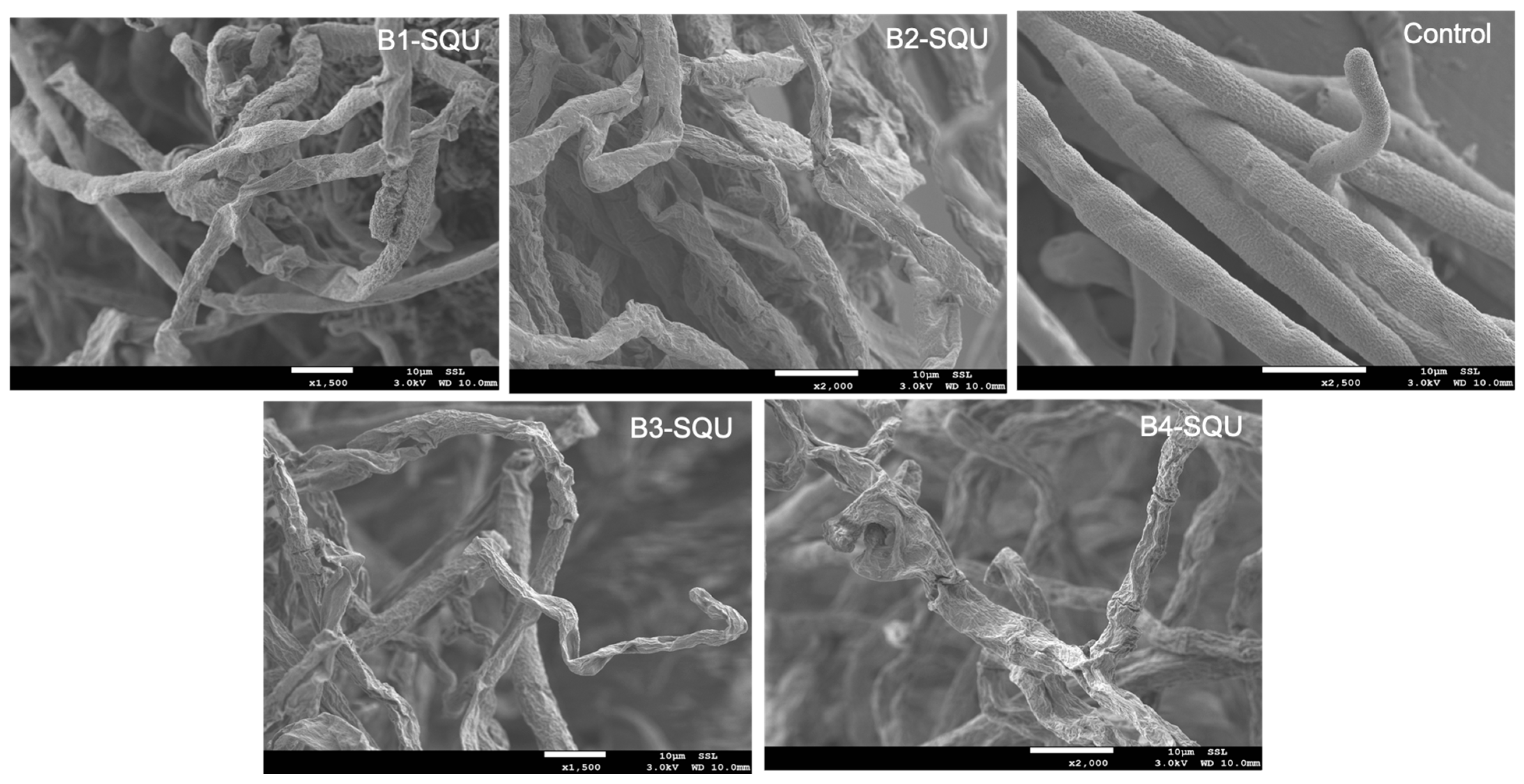 Agriculture 13 00626 g002