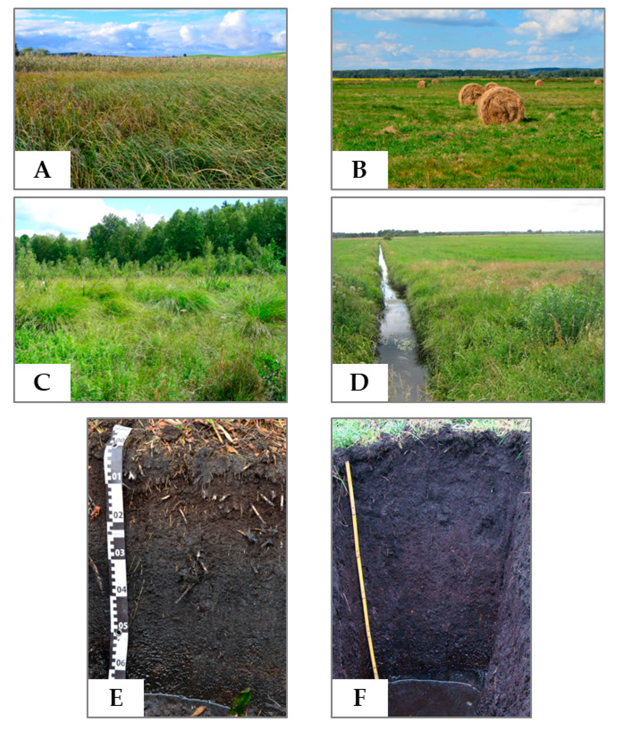 Fen, Definition, Description, Chemistry, Plants, Fen vs Bog, & Facts