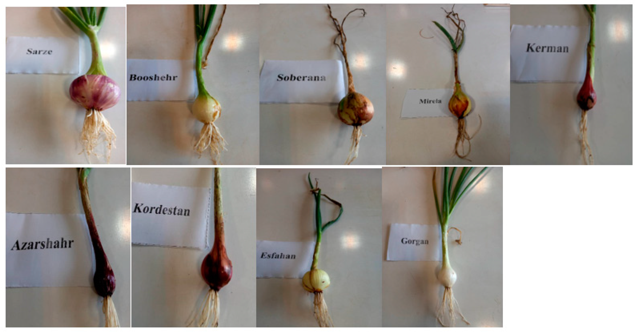 Agriculture Free FullText Agronomic, Physiological, and