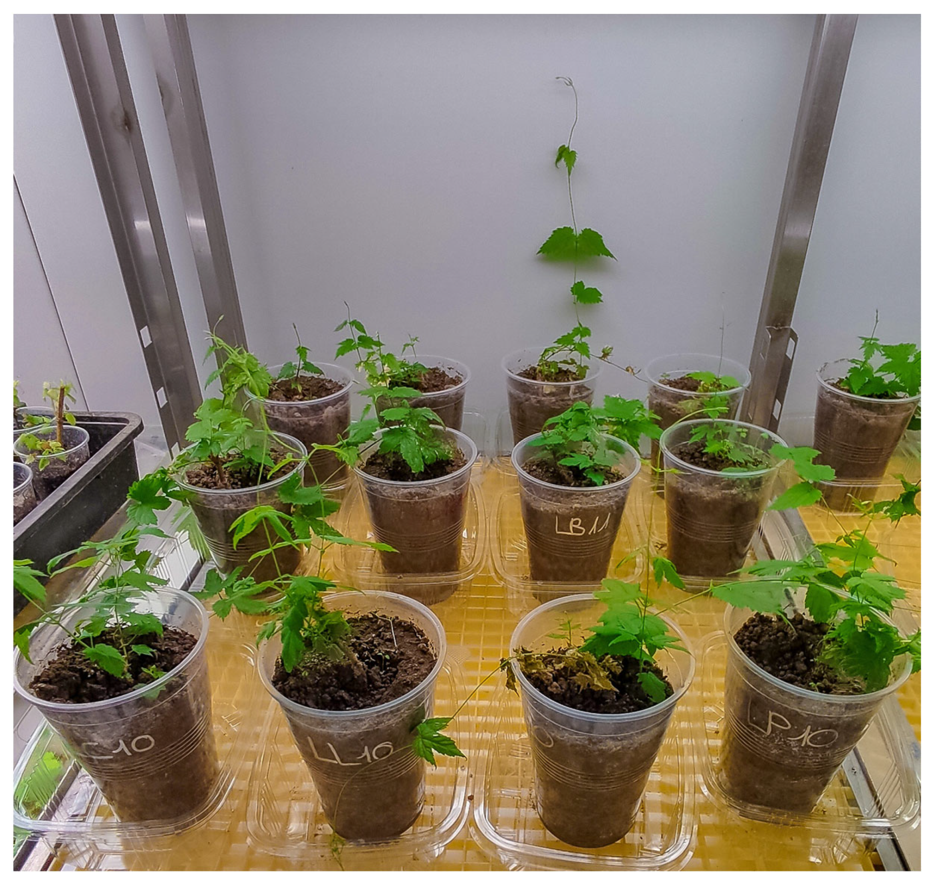 Agriculture 13 00720 g006 Agriculture 13 00720 g006