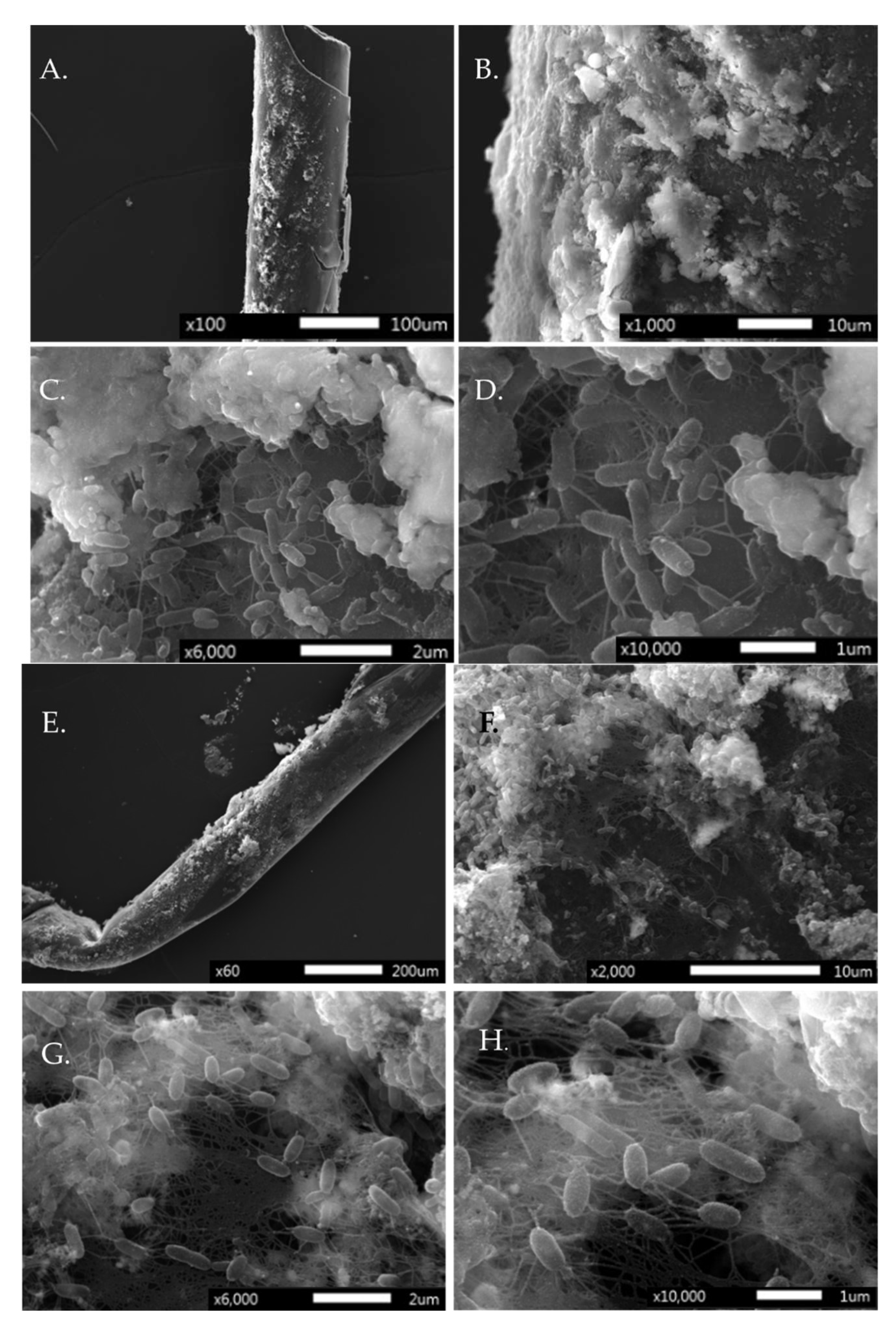 Agriculture 13 00728 g005