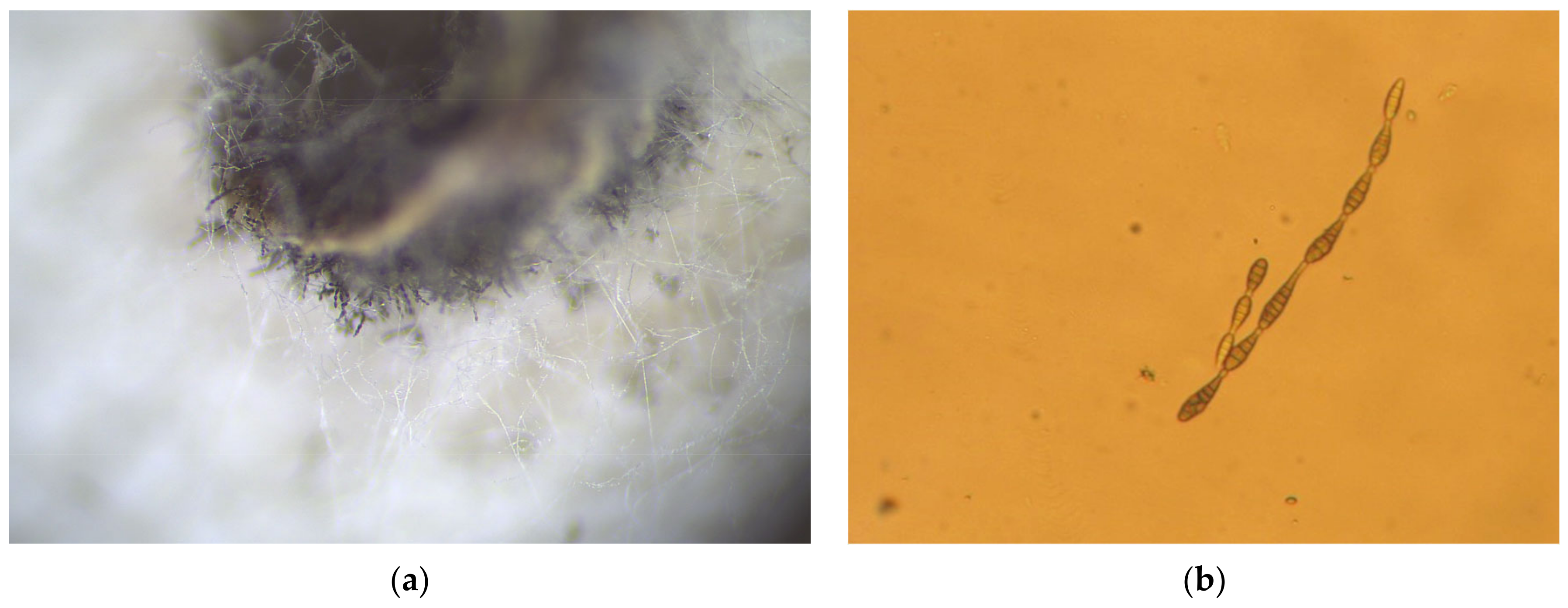 Agriculture 13 00749 g004