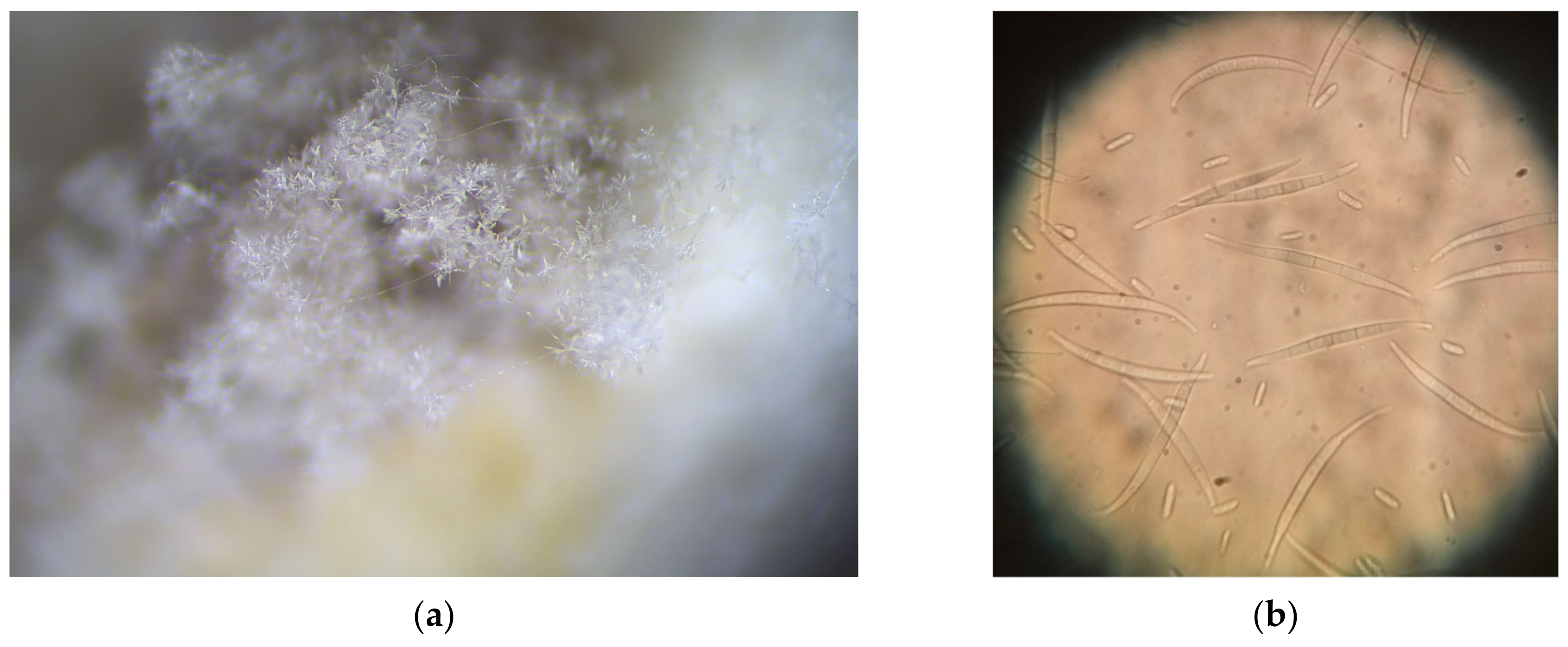 Agriculture 13 00749 g005