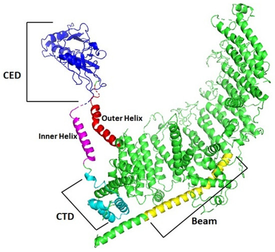 Exploration of Piezo Channels in Bread Wheat (Triticum