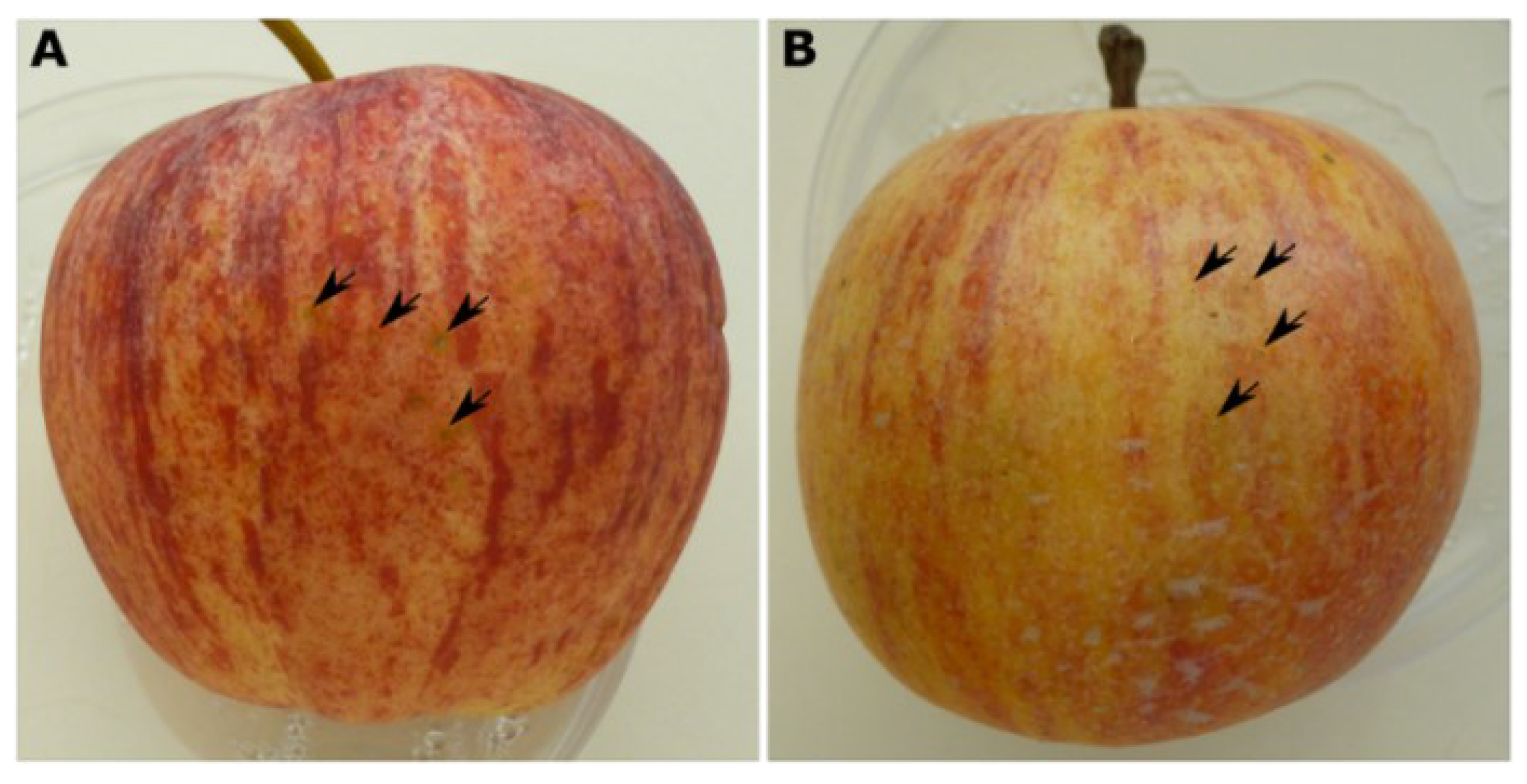 Agriculture 13 00809 g005