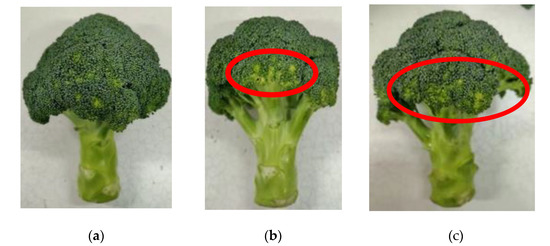 Design and Experiment of an Underactuated Broccoli-Picking Manipulator