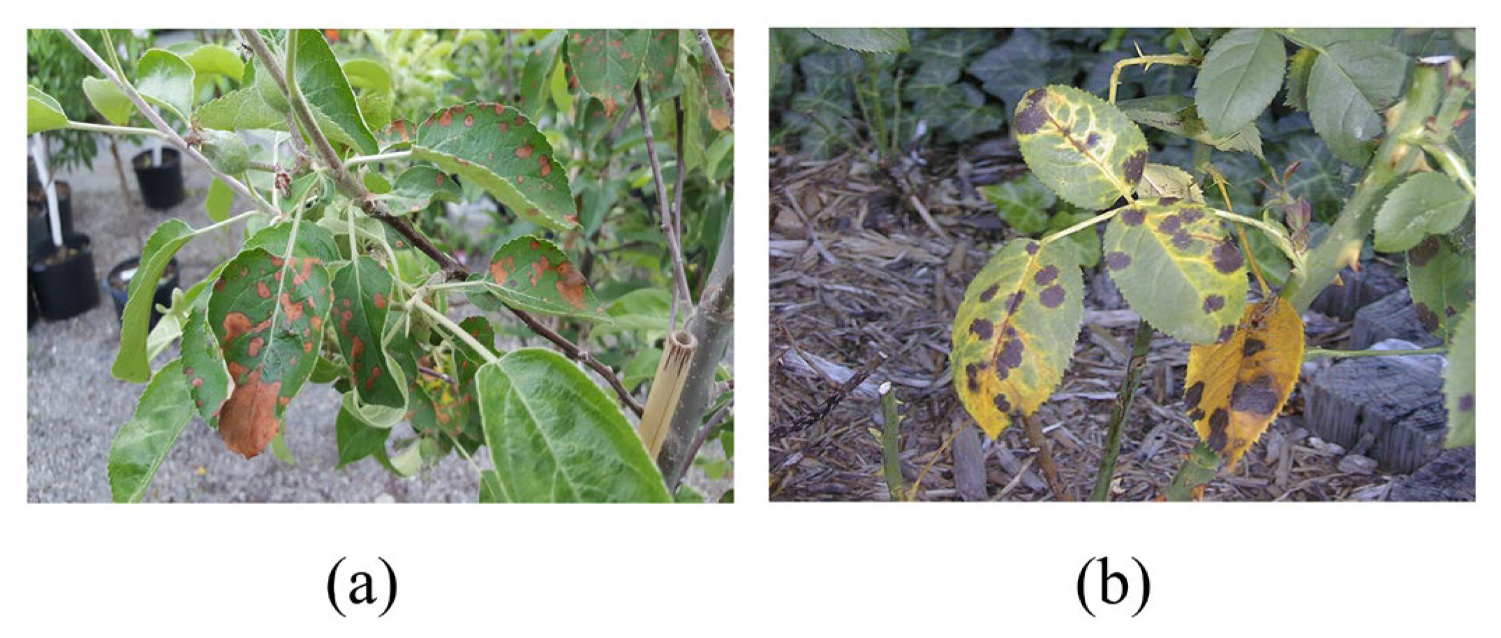 Agriculture 13 00878 g002 Agriculture 13 00878 g002