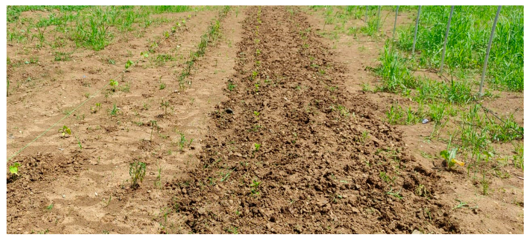 Agriculture 13 00899 g010 Agriculture 13 00899 g010