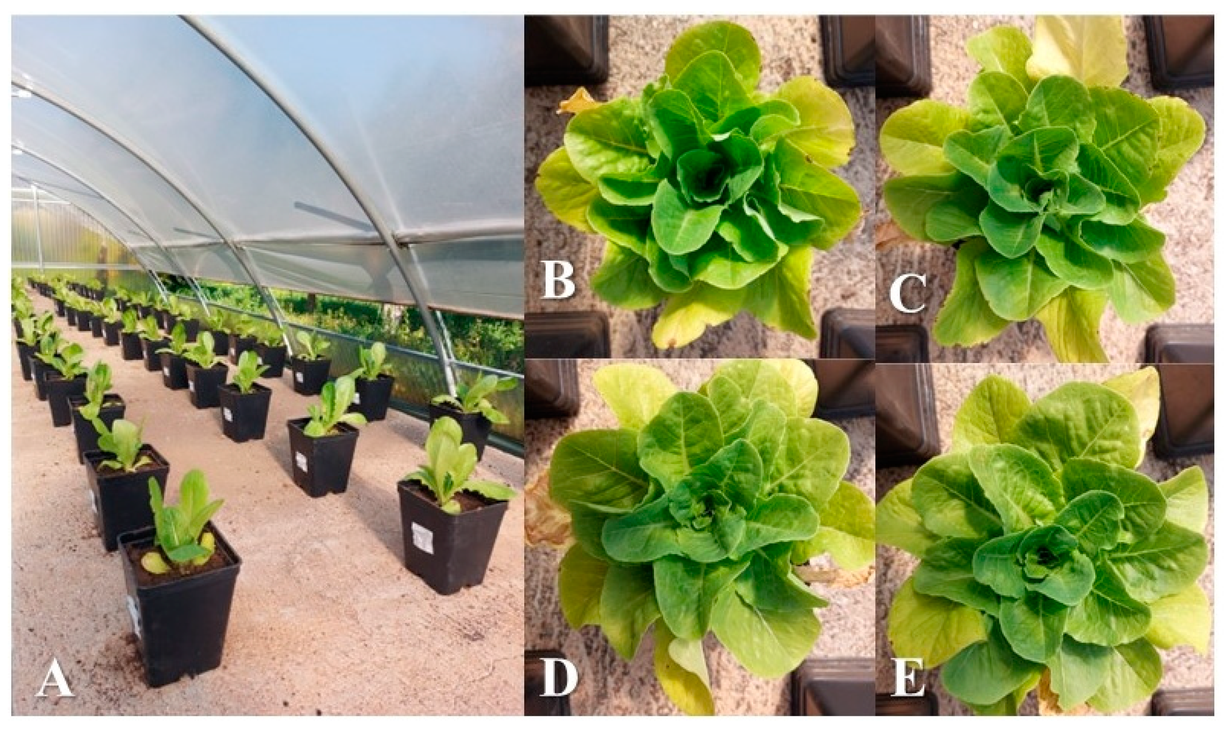 Agriculture 13 00913 g001