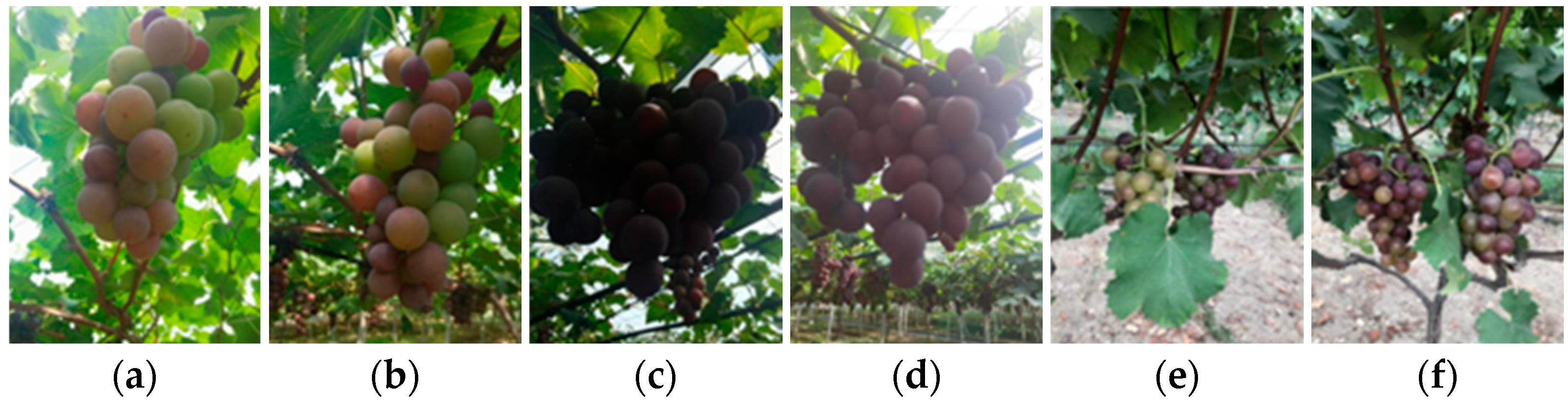 Agriculture 13 00914 g001