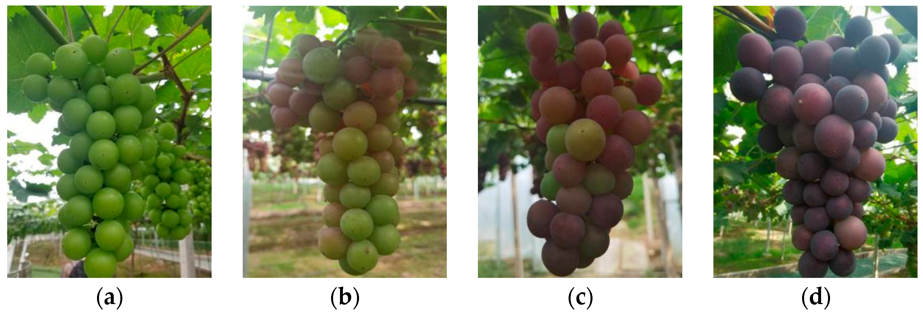 Agriculture 13 00914 g002