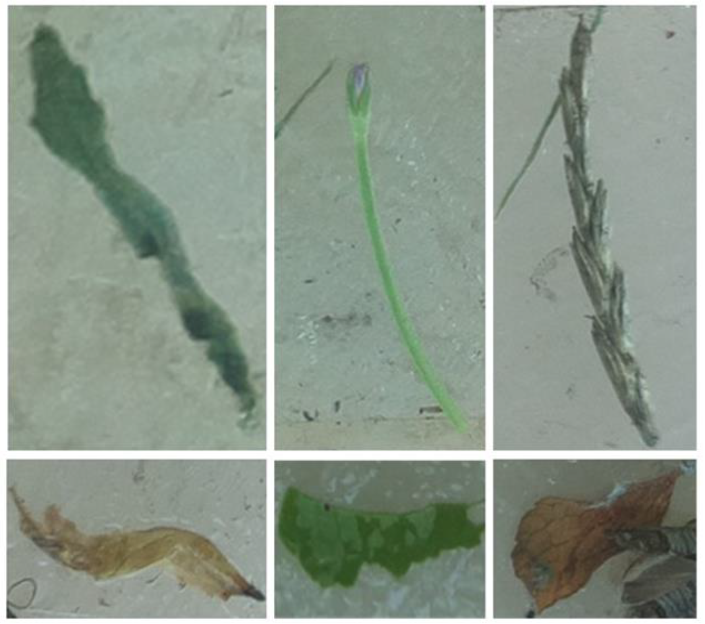 Agriculture 13 00961 g006 Agriculture 13 00961 g006