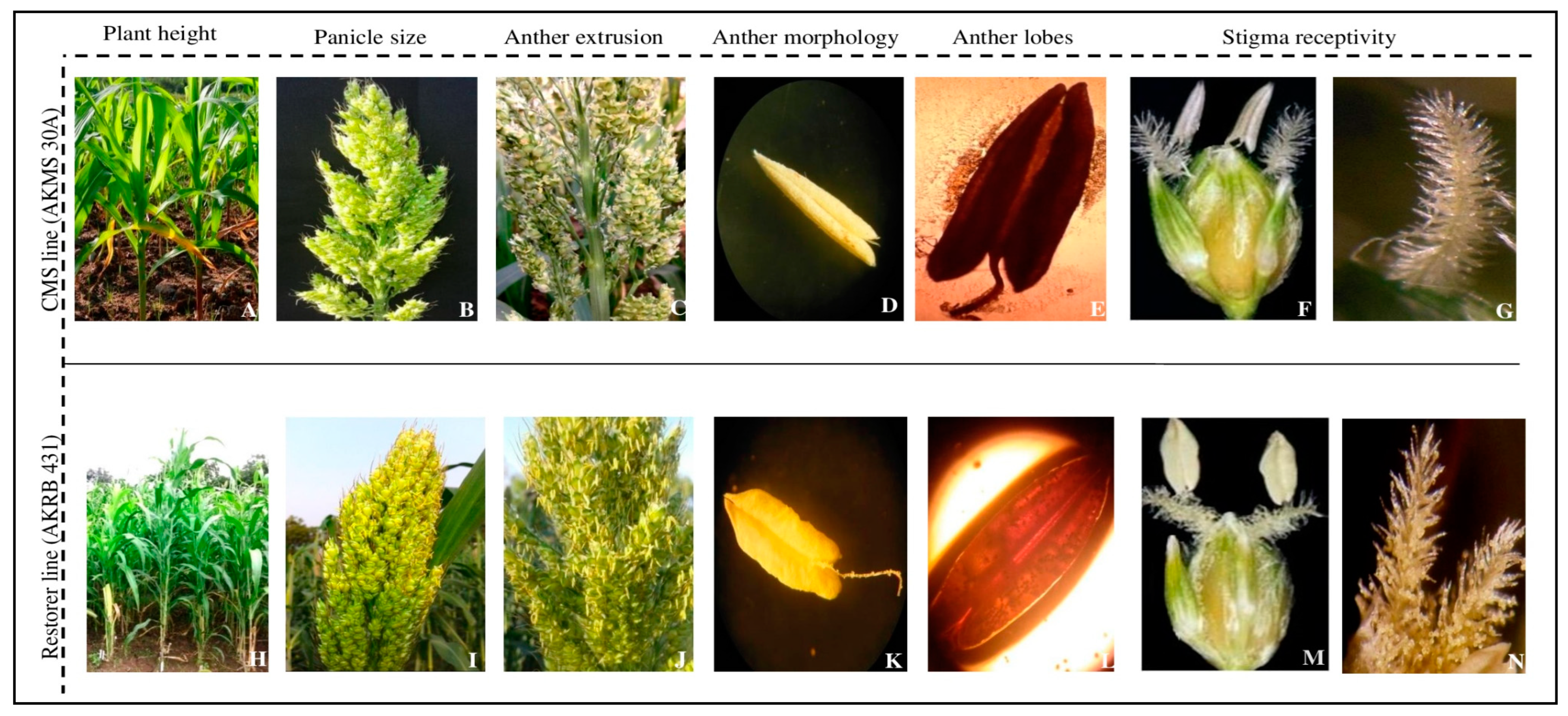 Agriculture 13 00985 g001 Agriculture 13 00985 g001
