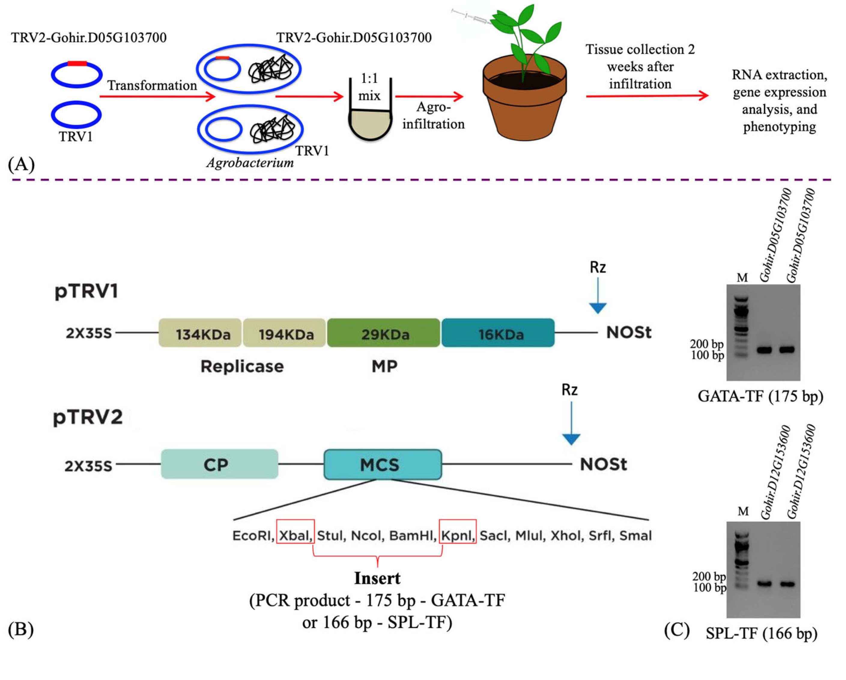 Agriculture 13 01007 g001