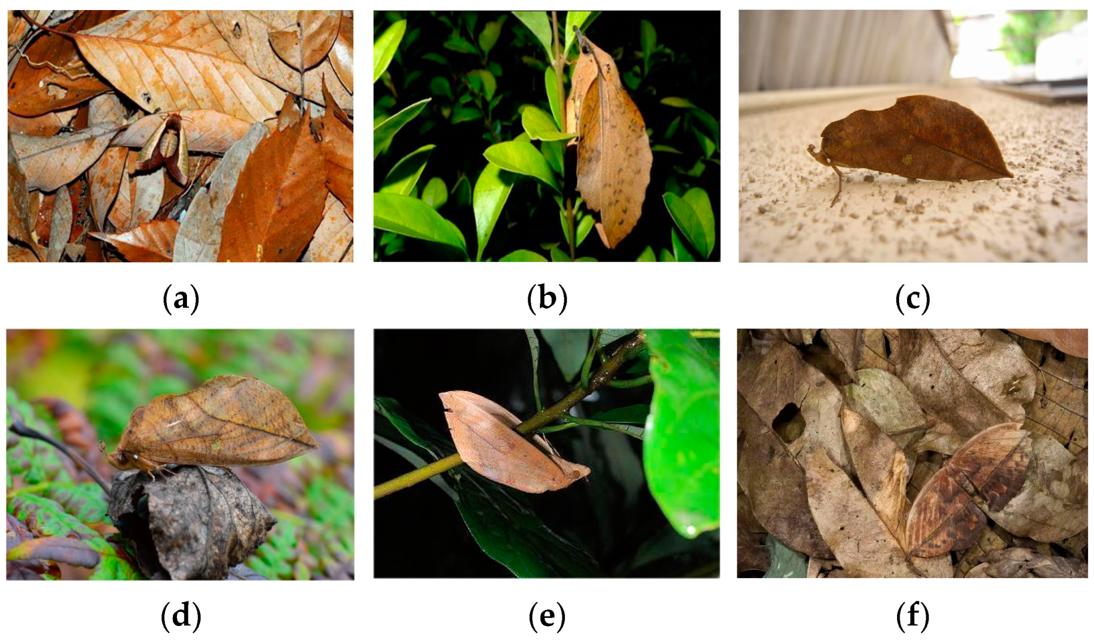 Agriculture 13 01023 g001 Agriculture 13 01023 g001