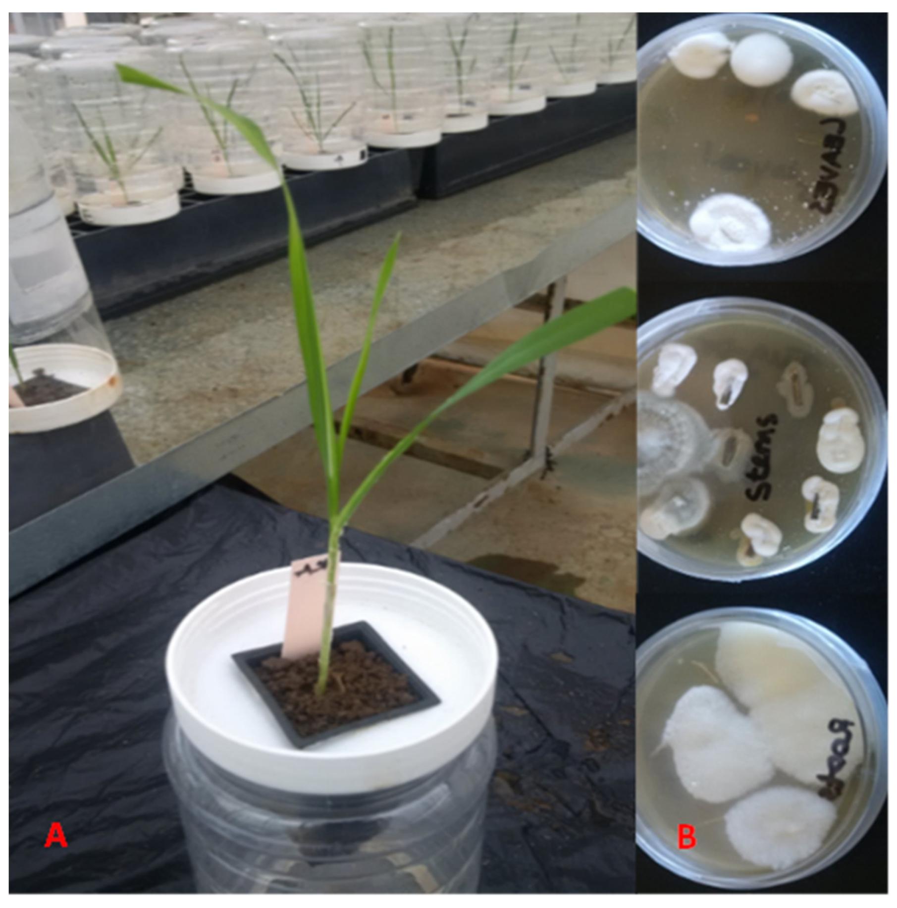 Agriculture 13 01060 g004 Agriculture 13 01060 g004