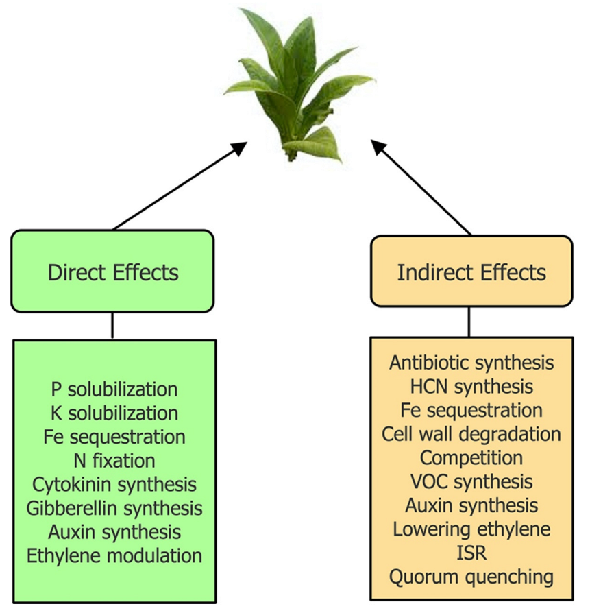 Agriculture 13 01089 g001 Agriculture 13 01089 g001