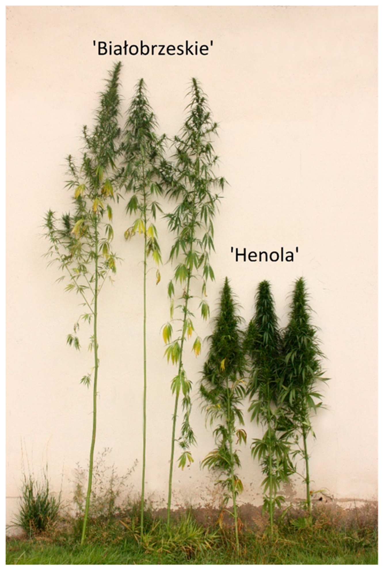 Agriculture 13 01097 g001 Agriculture 13 01097 g001