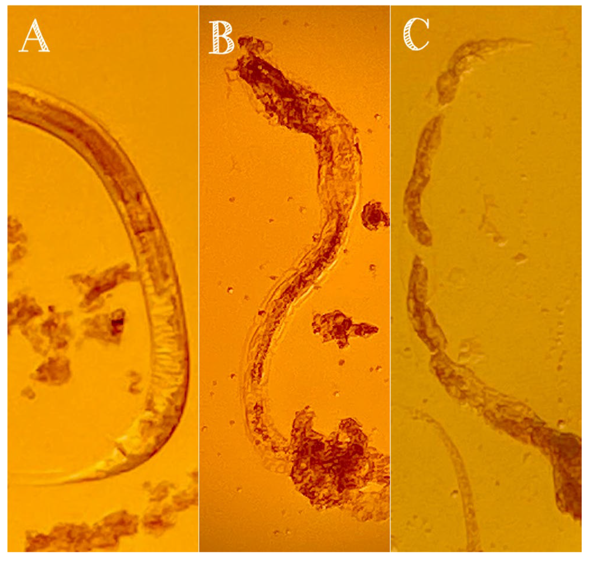 Agriculture 13 01119 g003 Agriculture 13 01119 g003