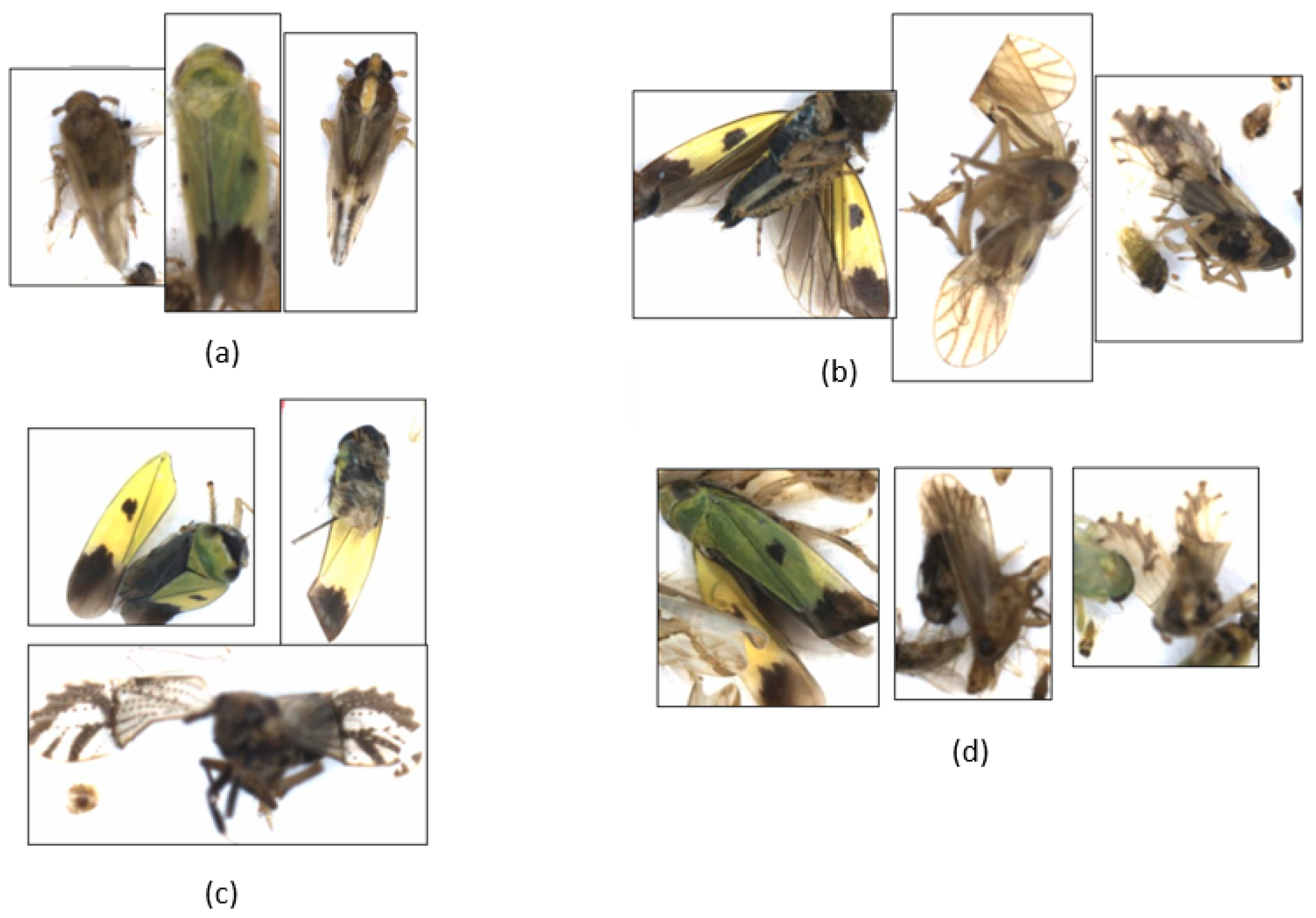 Agriculture 13 01155 g007