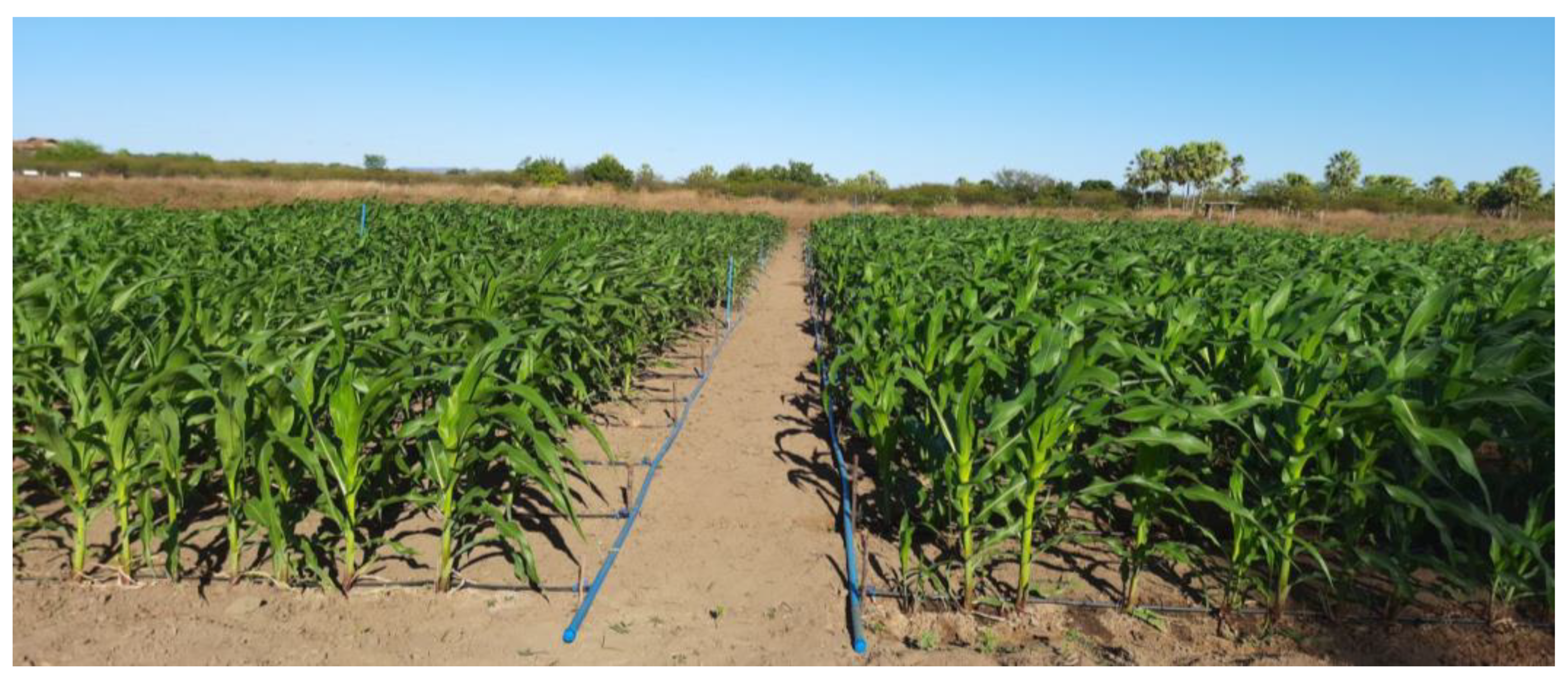 Agriculture 13 01169 g0a3 Agriculture 13 01169 g0a3