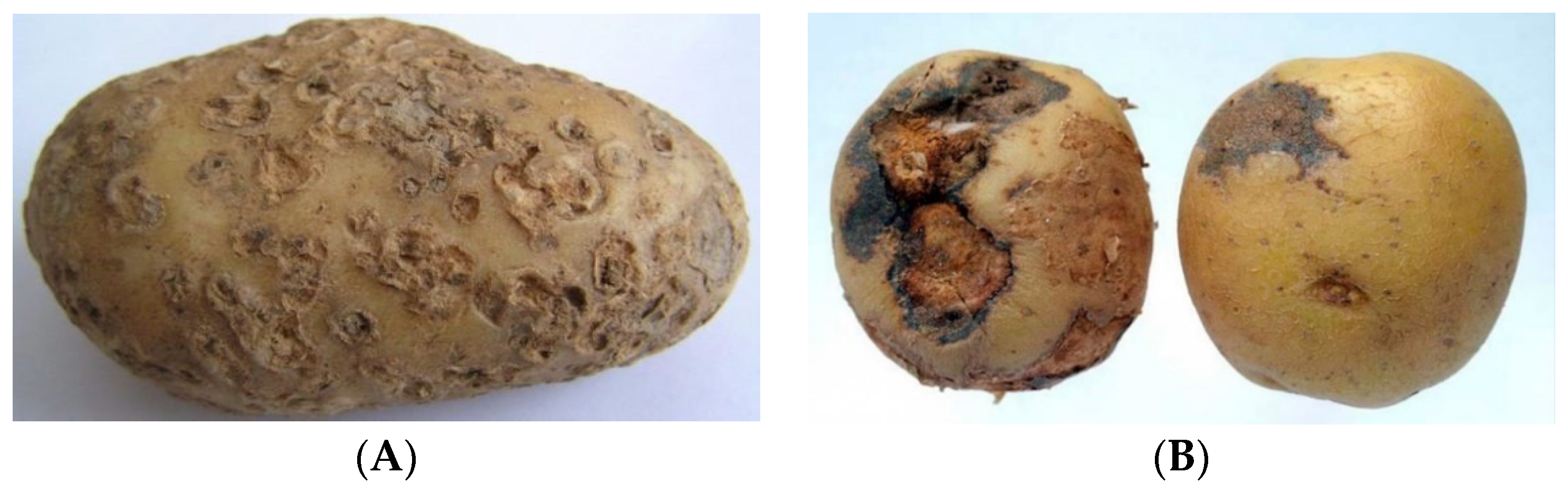 Agriculture 13 01188 g006