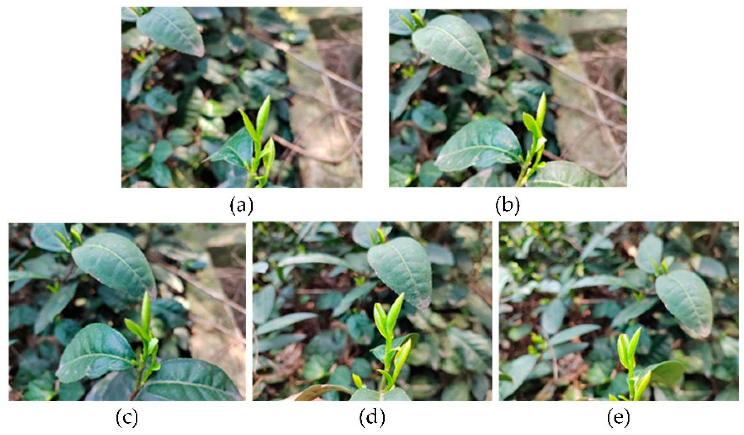 Agriculture 13 01190 g001